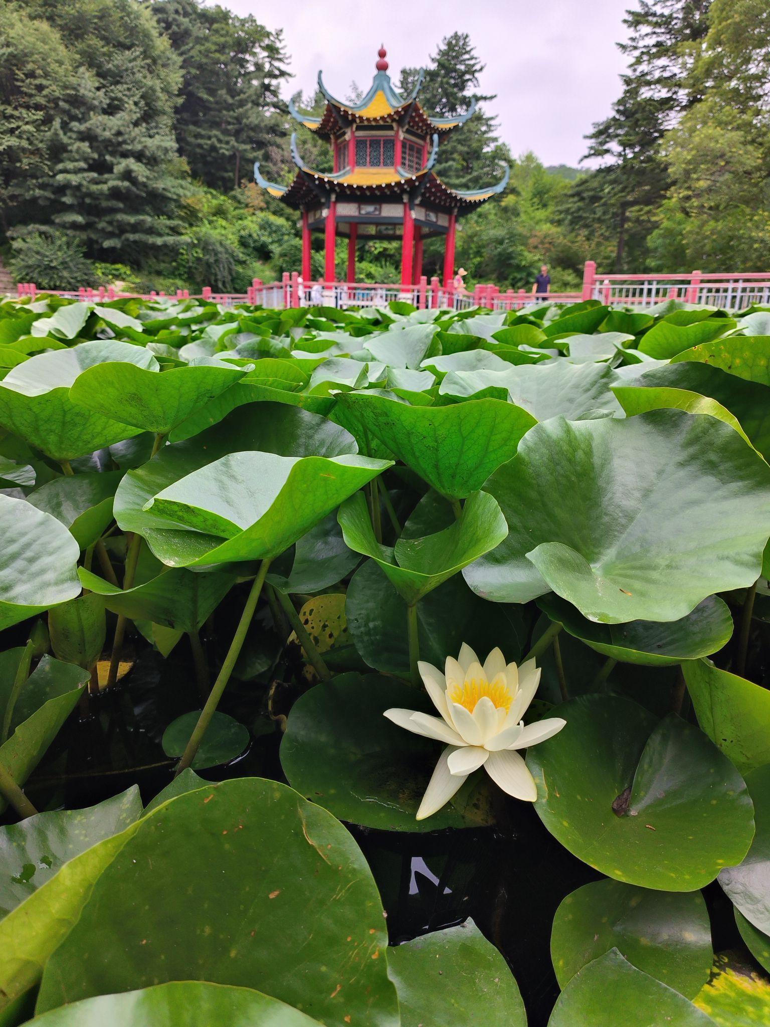 锦江山公园-丹东市植物园