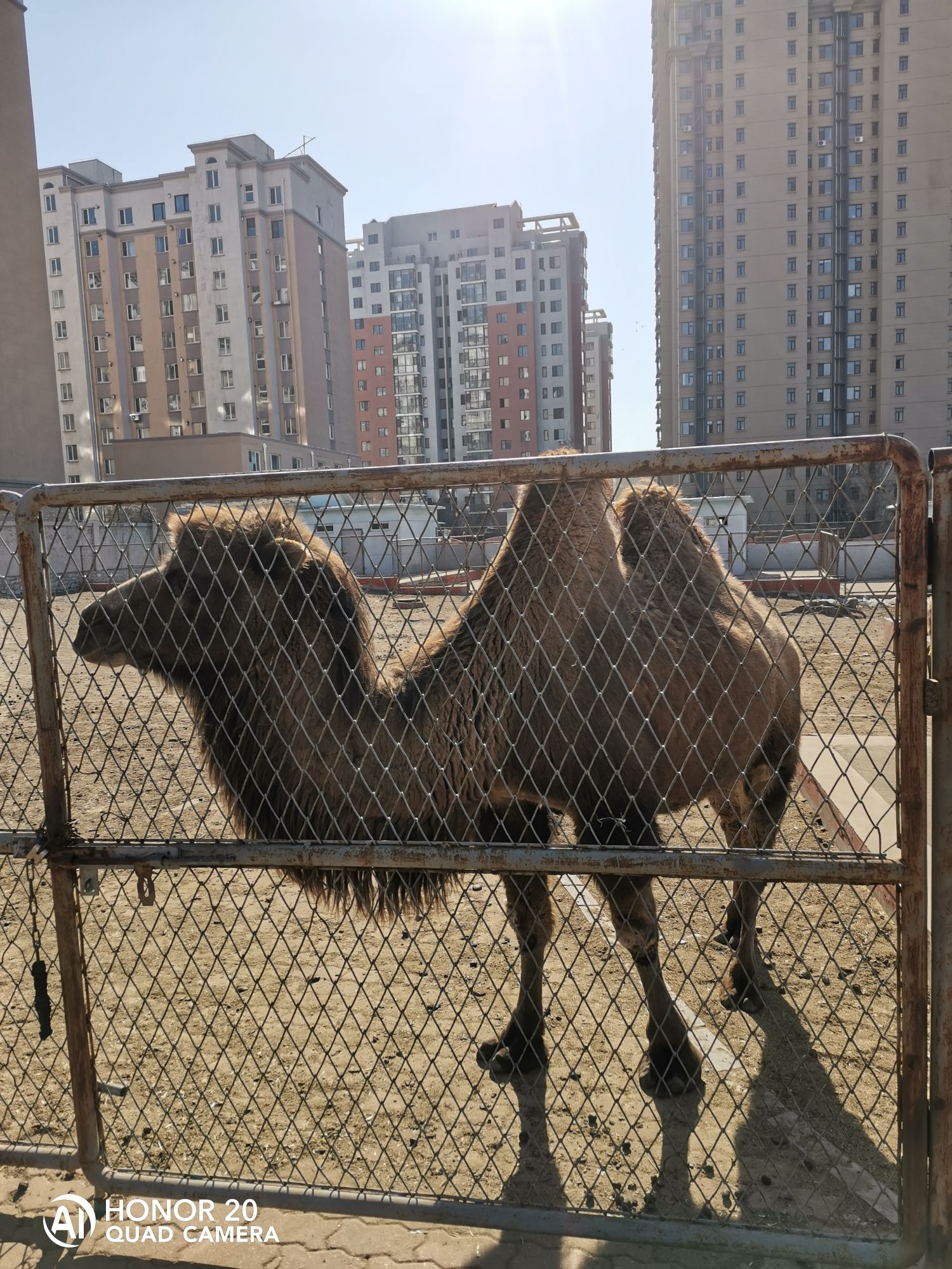 锦州动物园旅行图片 3
