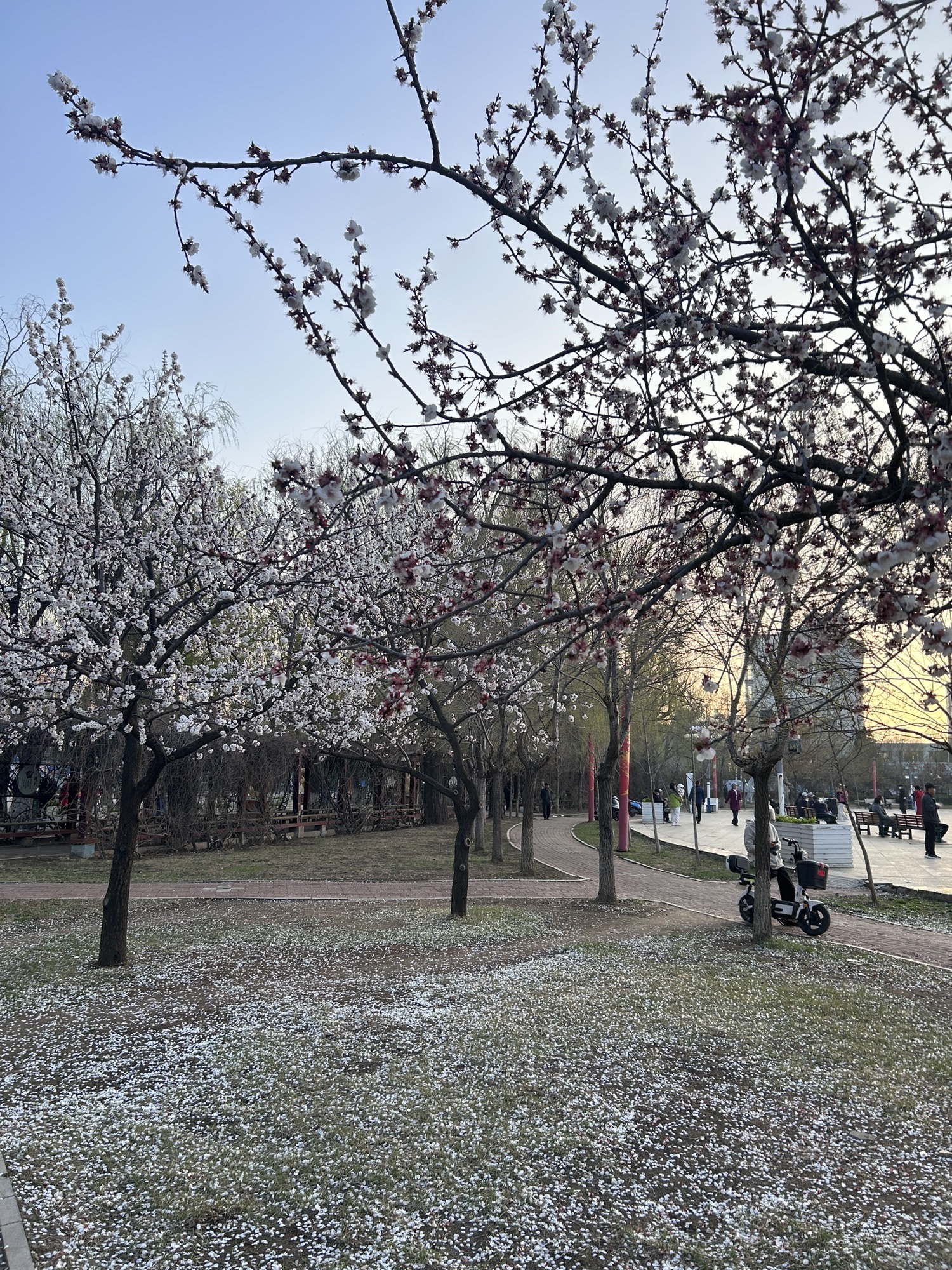 萧军公园旅行图片 1