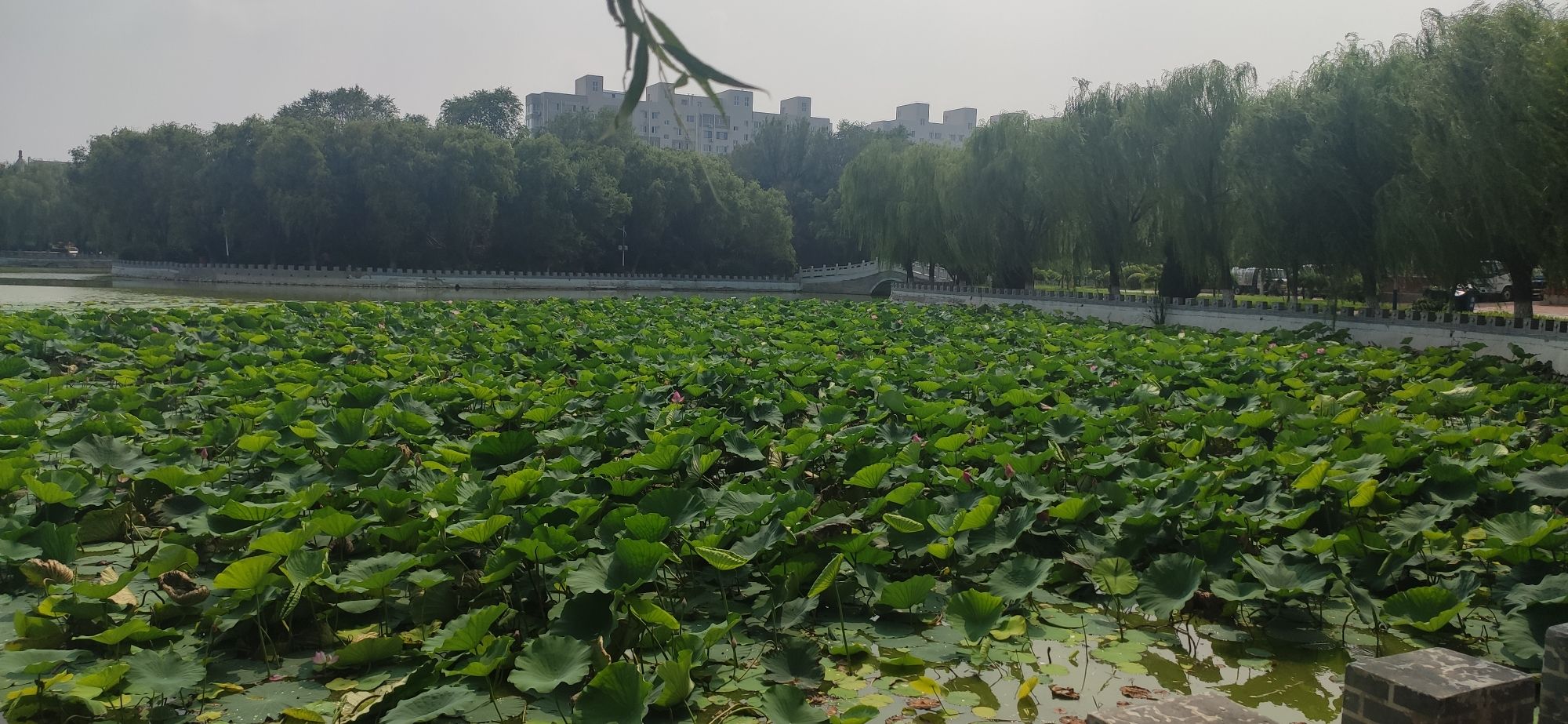 萧军公园旅行图片 3