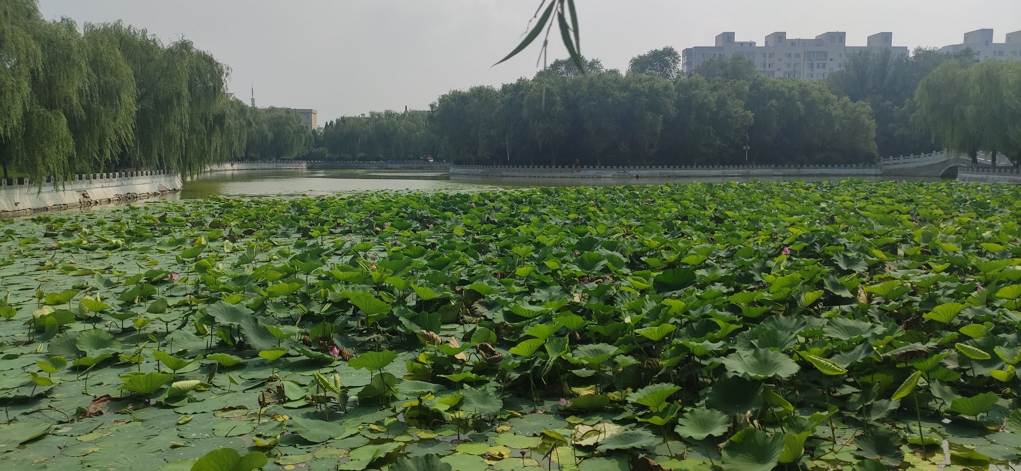 萧军公园旅行图片 2
