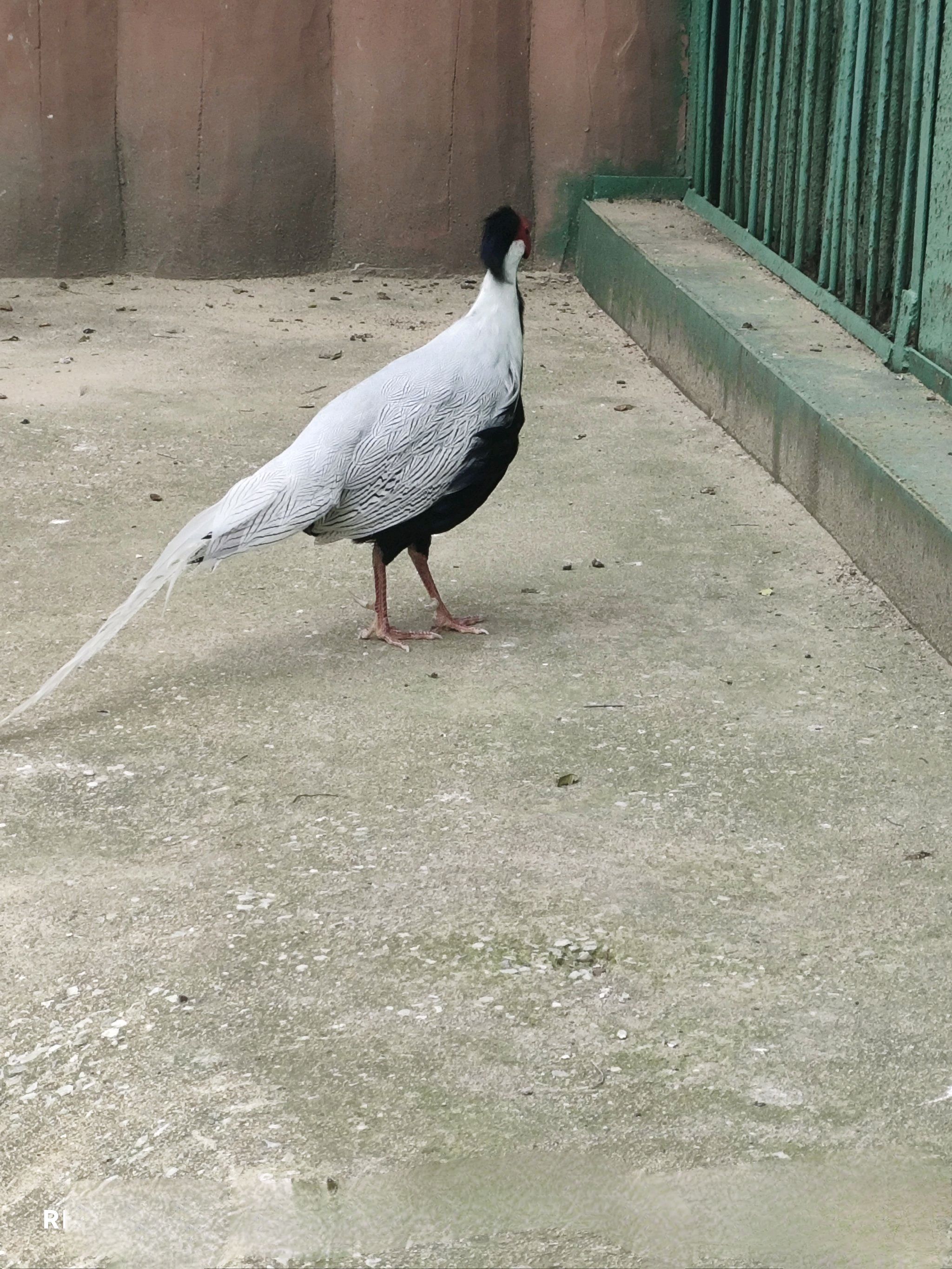 人民公园旅行图片 3