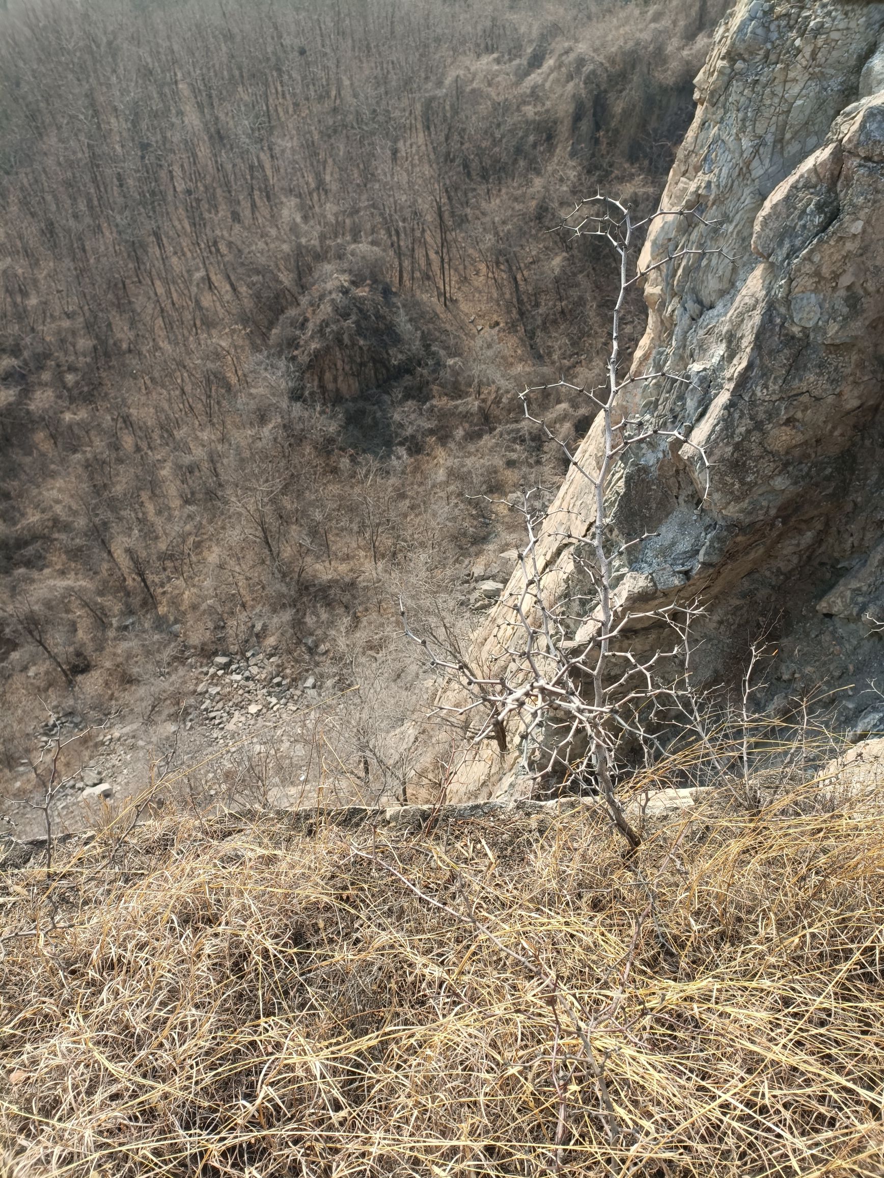 金牛山遗址旅行图片 3