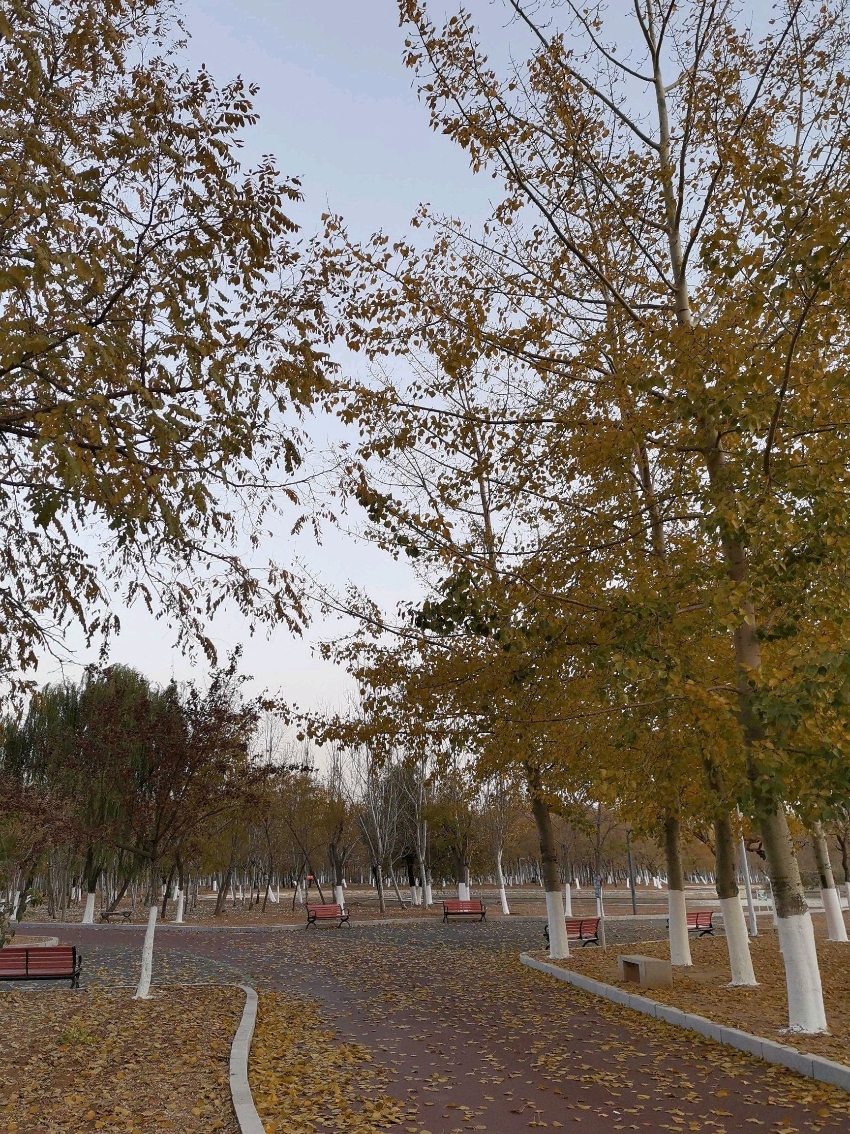 森林公园旅行图片 2