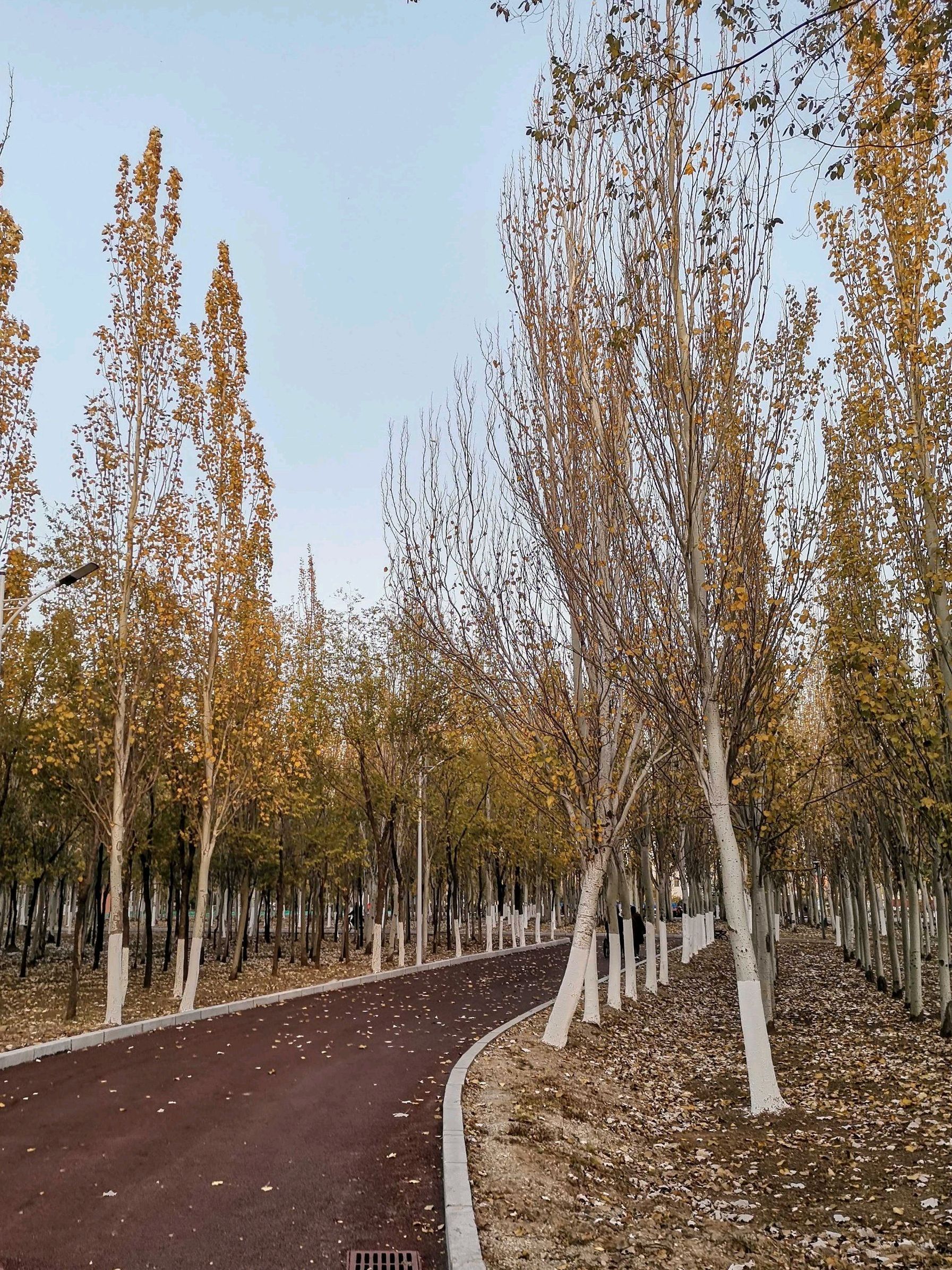 森林公园旅行图片 3