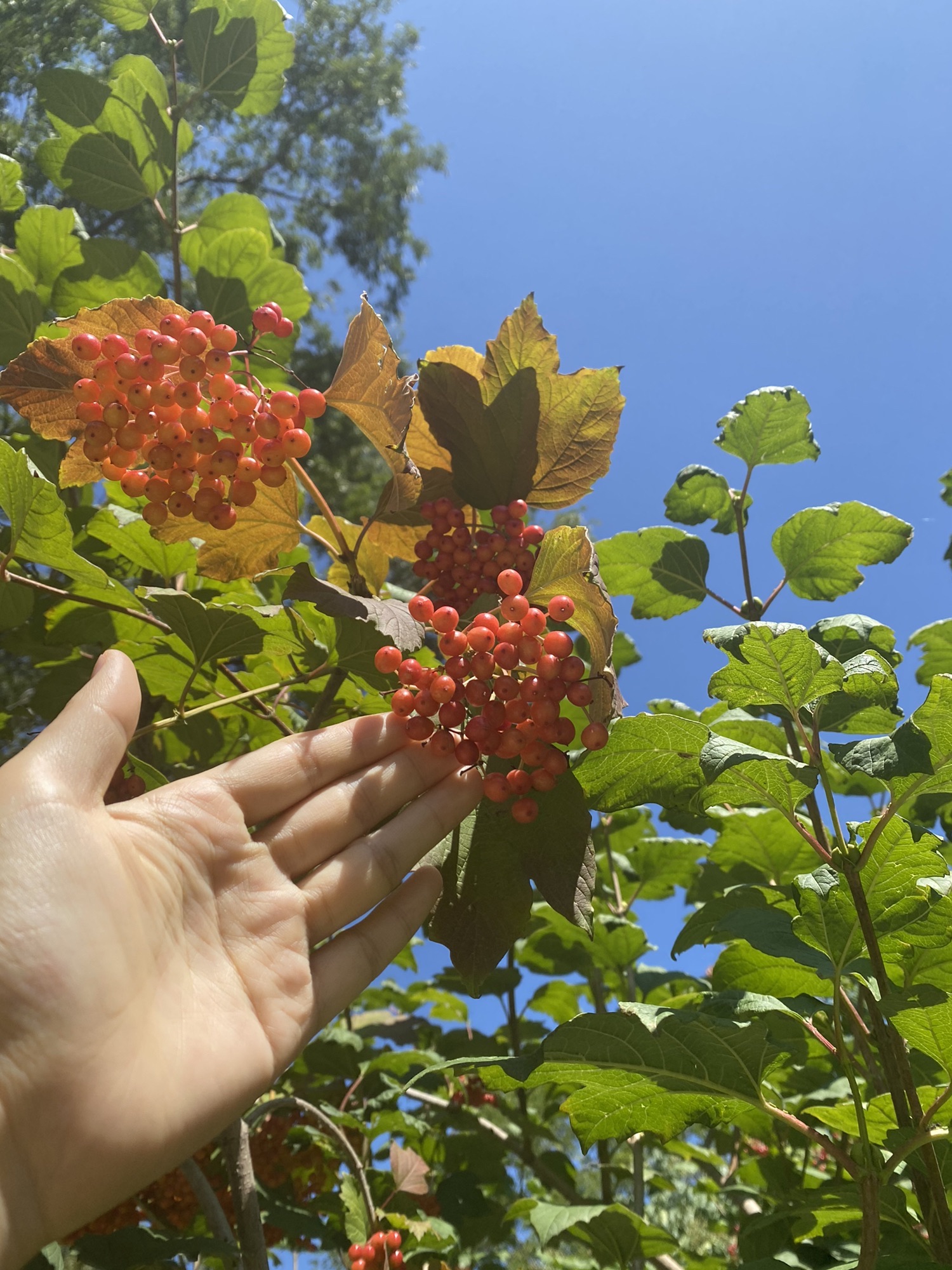 营口植物园旅行图片 2