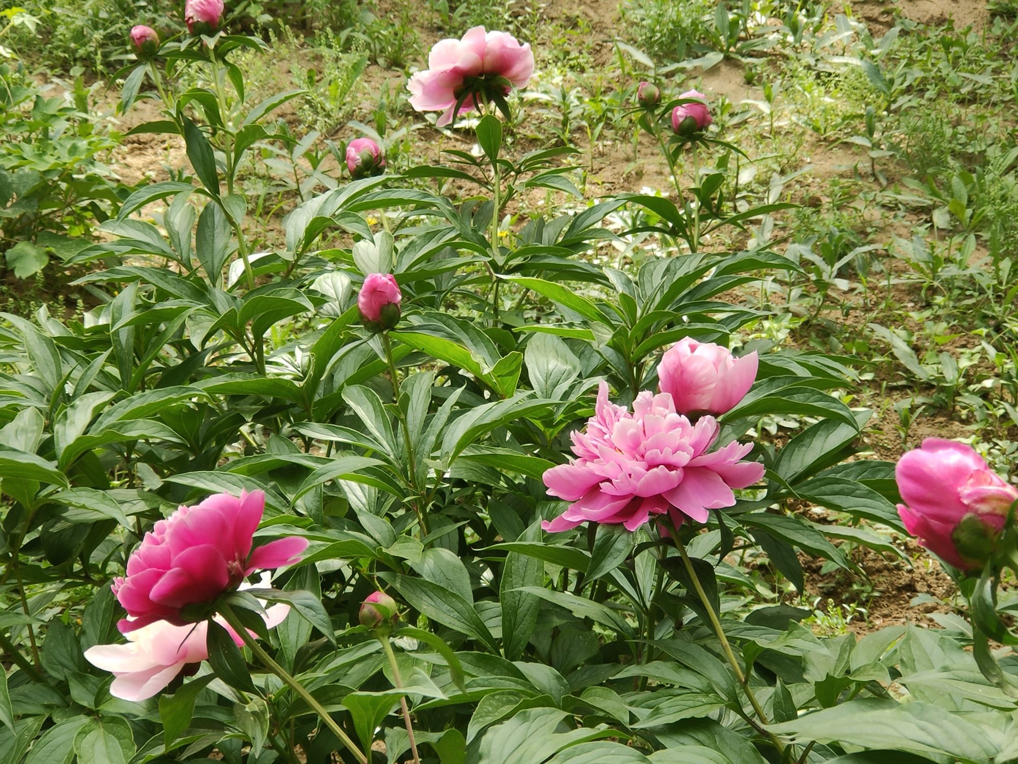 熊岳植物园旅行图片 3