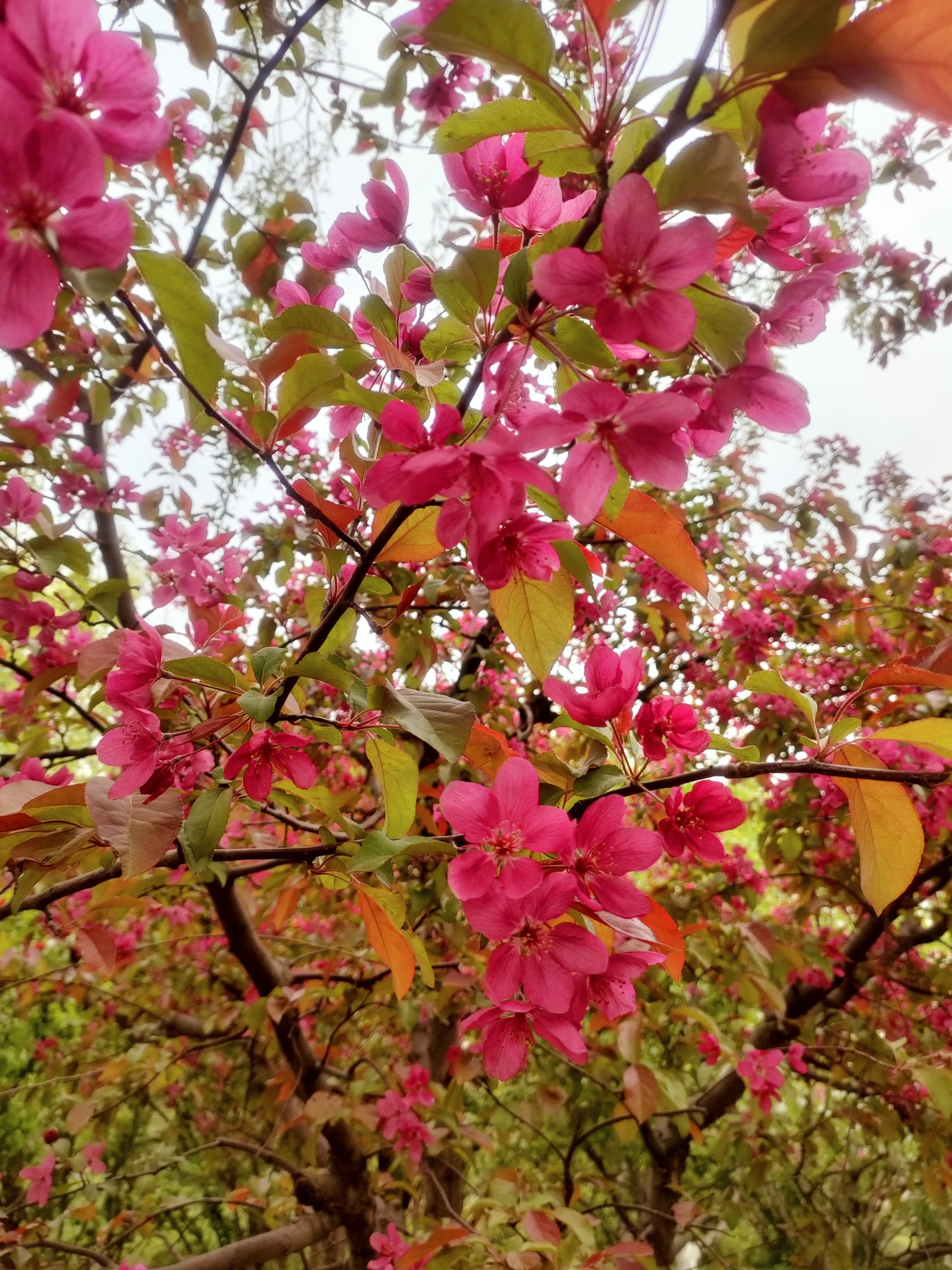 熊岳植物园旅行图片 2