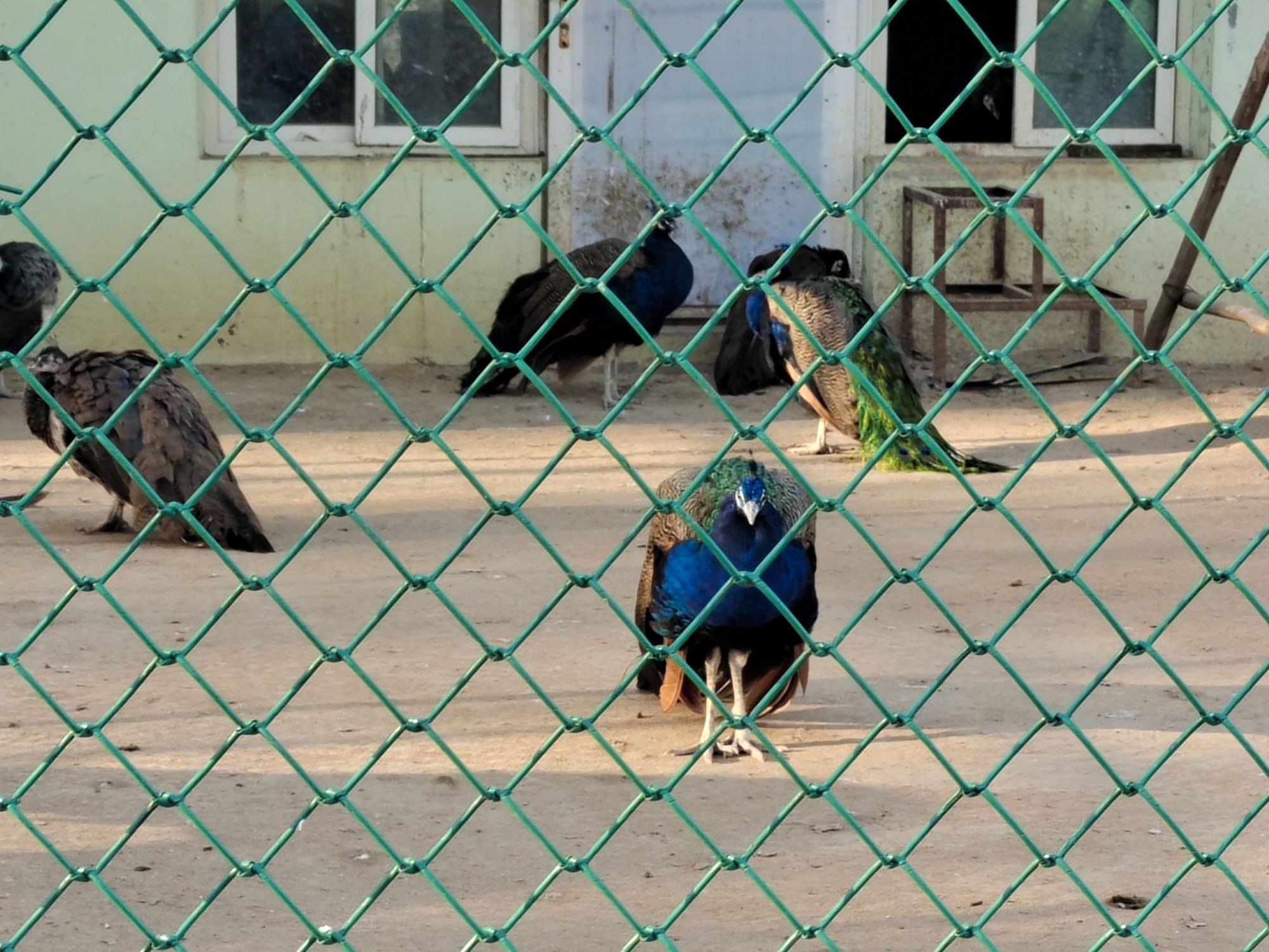人民公园旅行图片 2