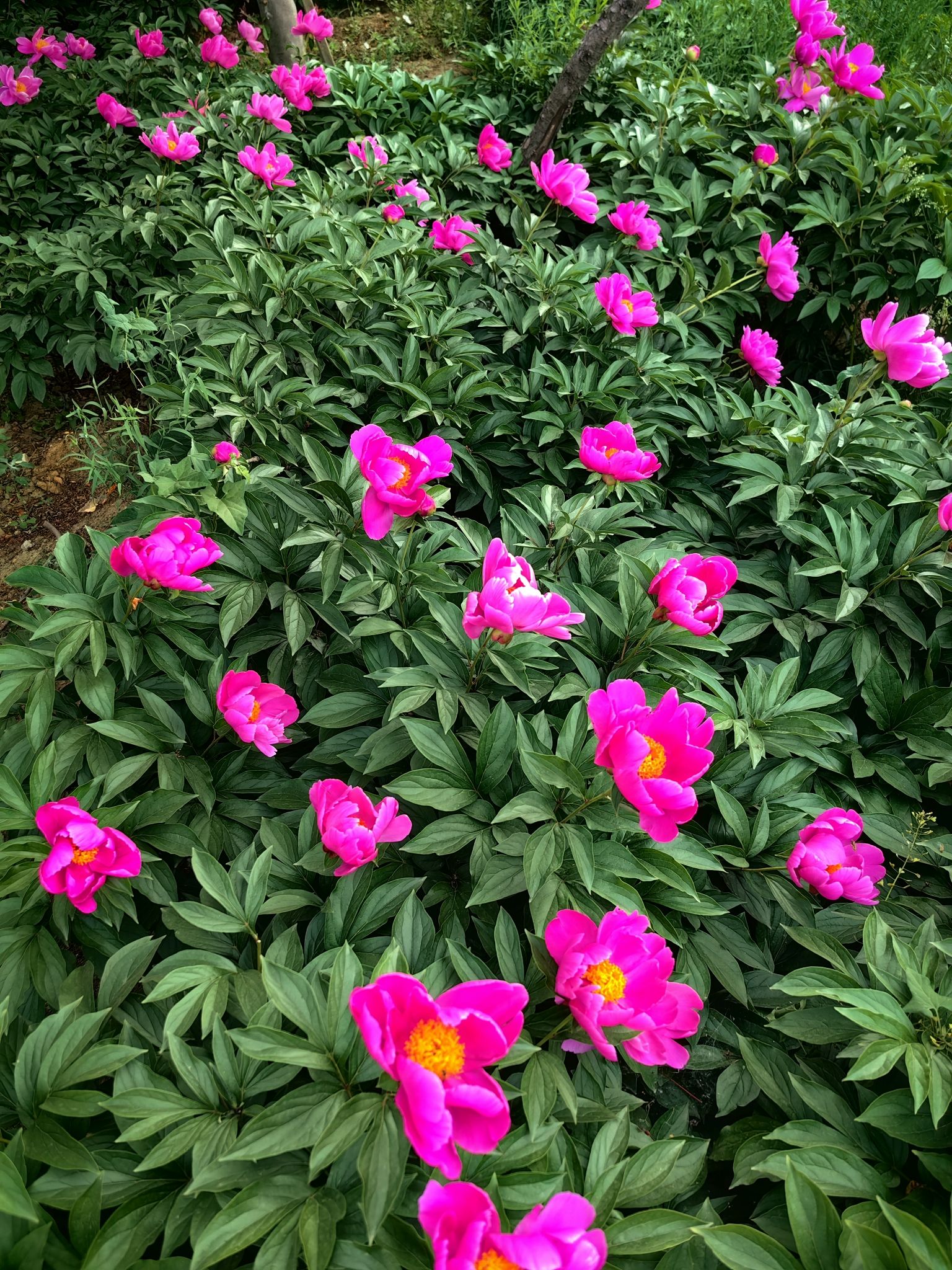 首山公园旅行图片 3
