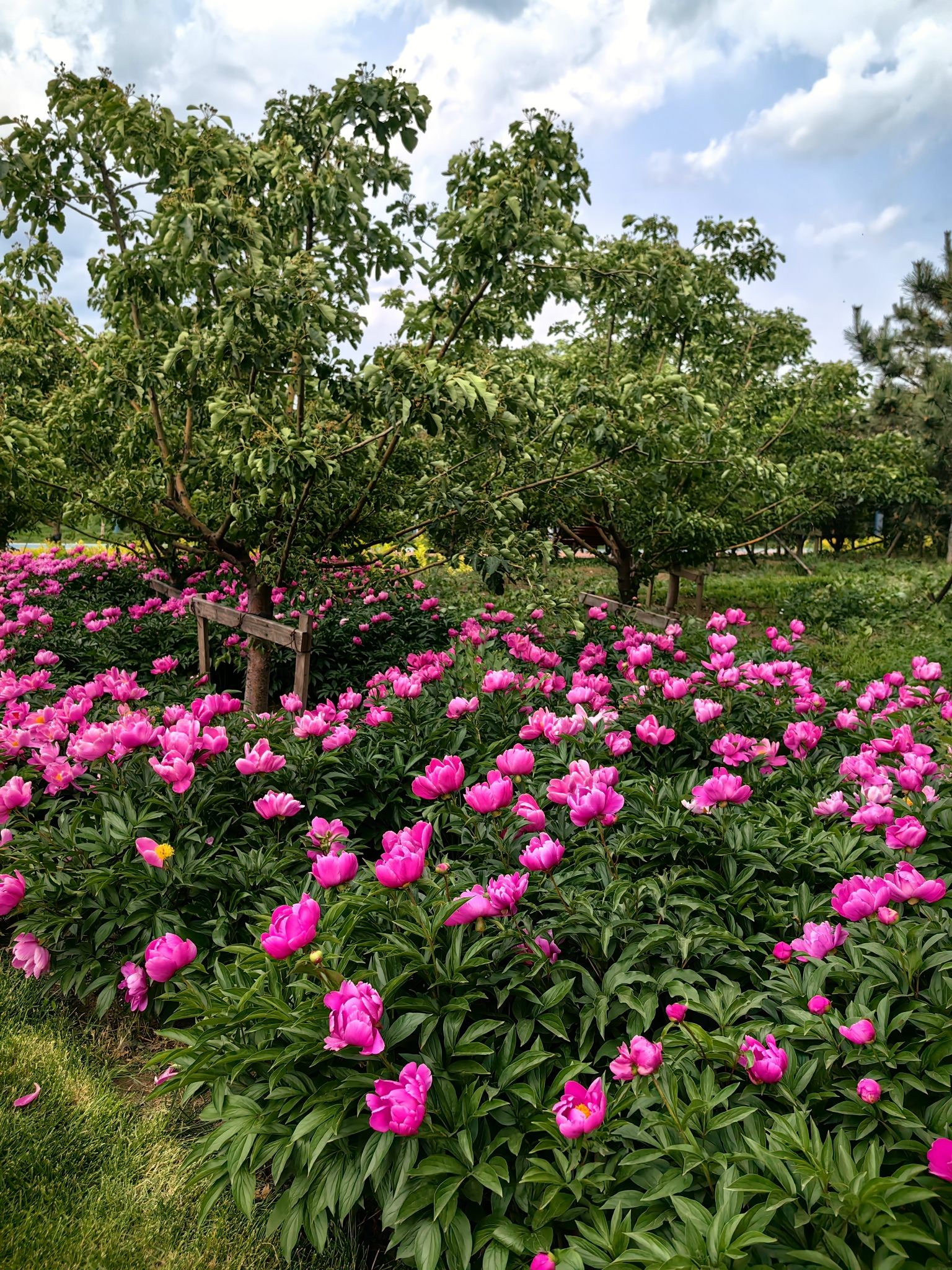 首山公园旅行图片 1