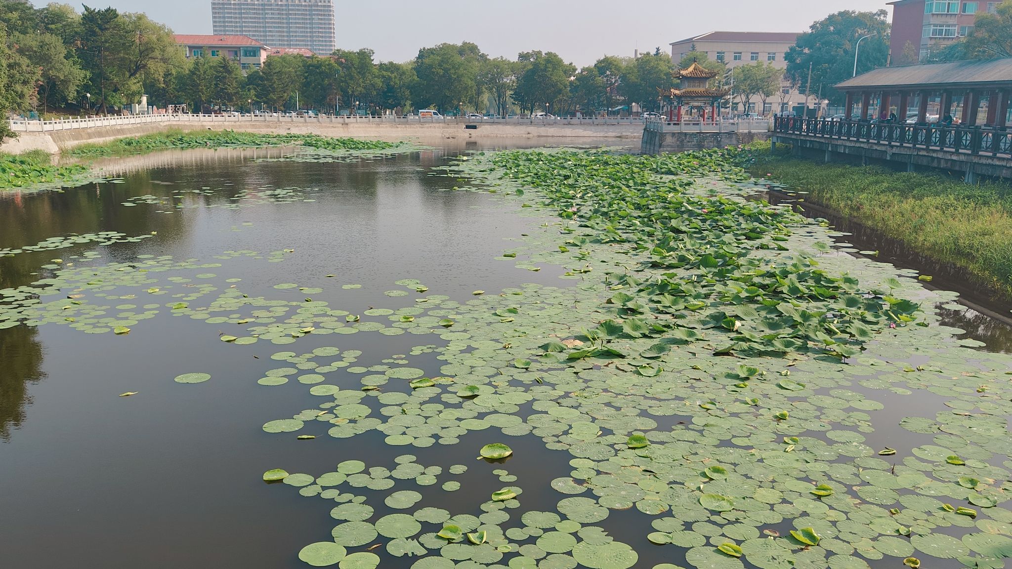 仙鹤湖文化广场旅行图片 3