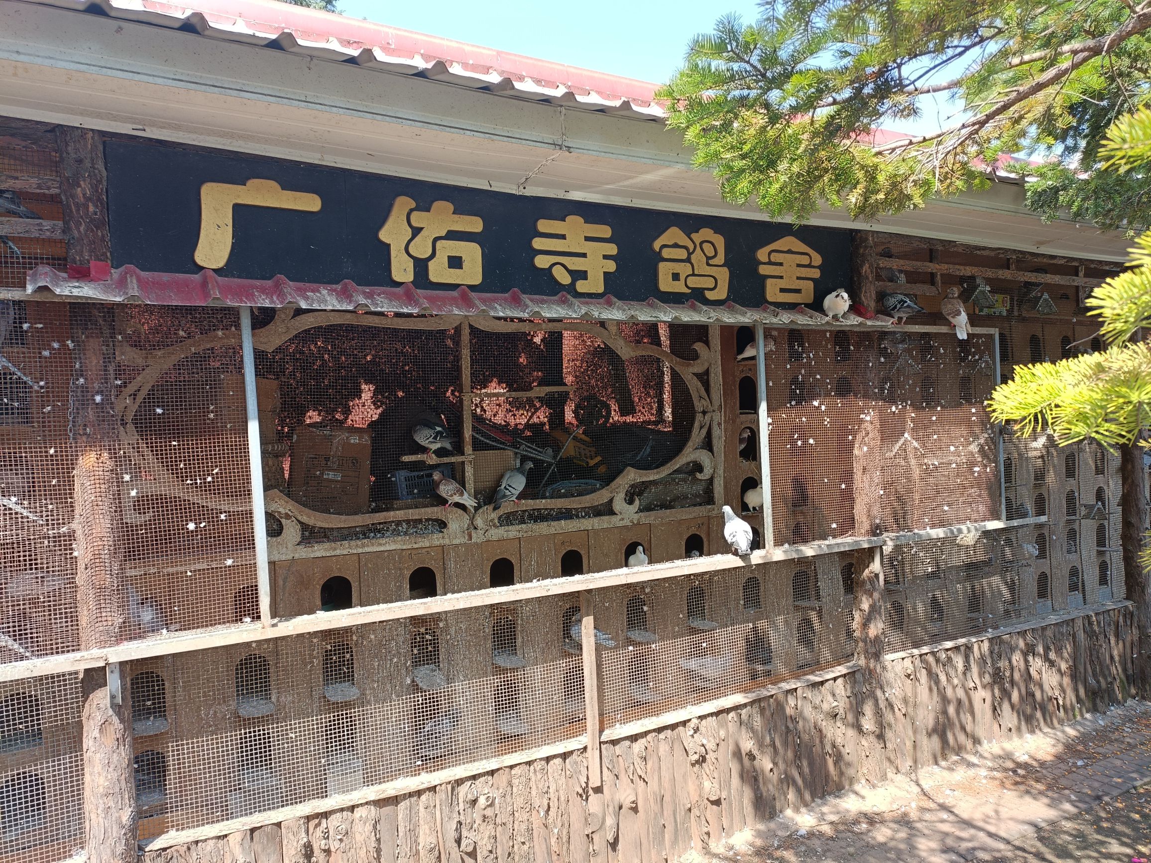 白塔公园-广佑寺鸽舍