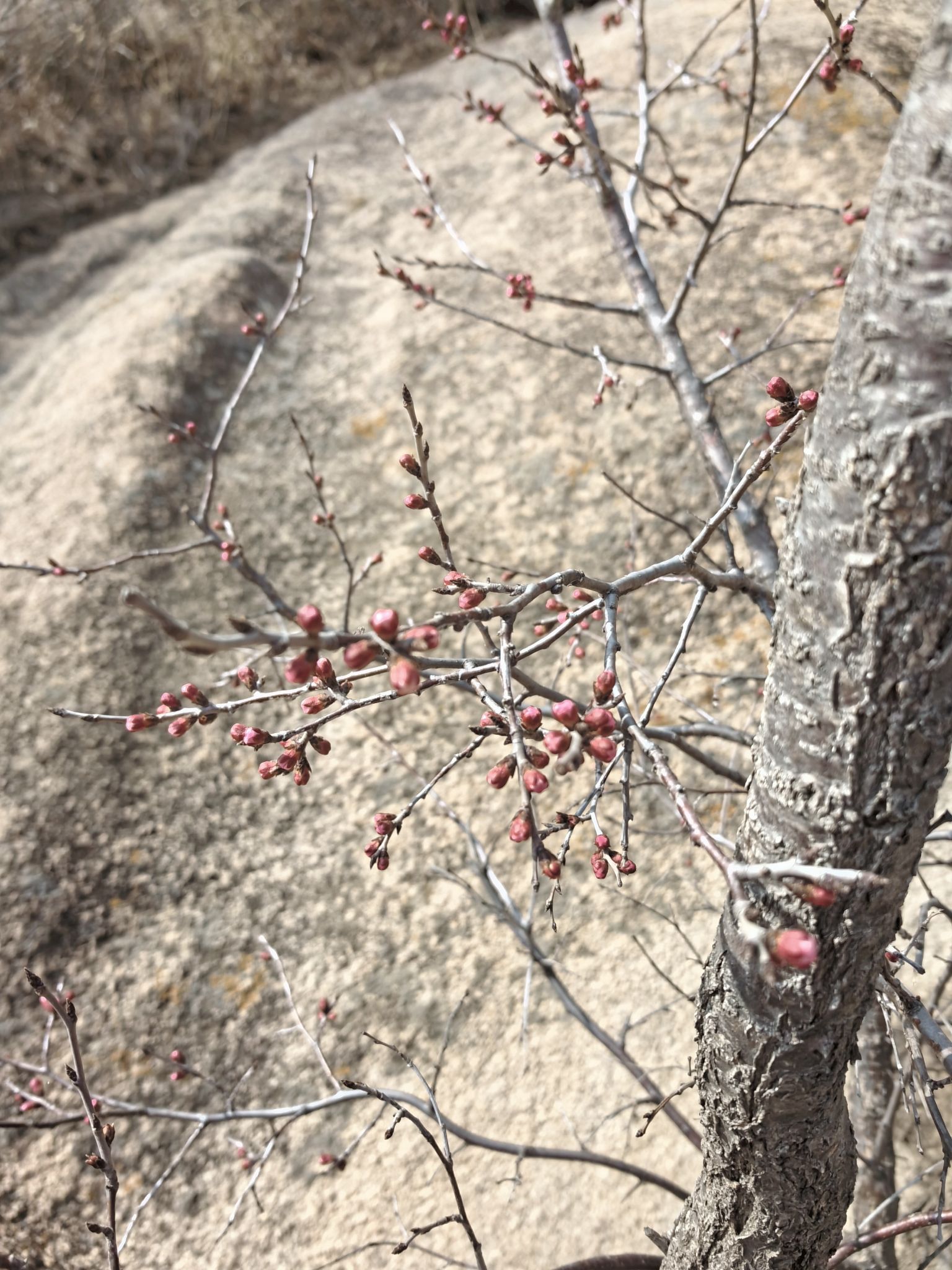 北票大黑山旅游景区旅行图片 3