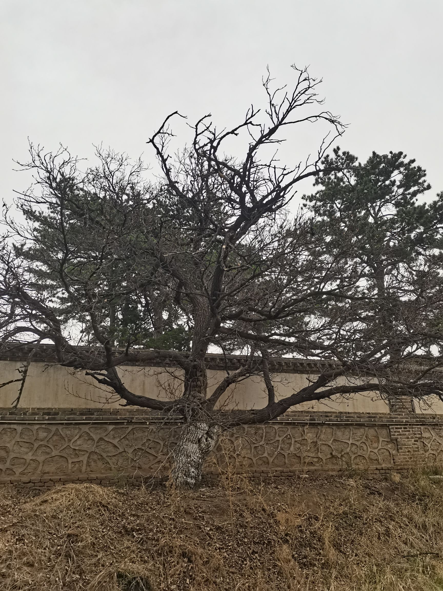 喀喇沁右翼蒙古王陵(暂停开放)旅行图片 2