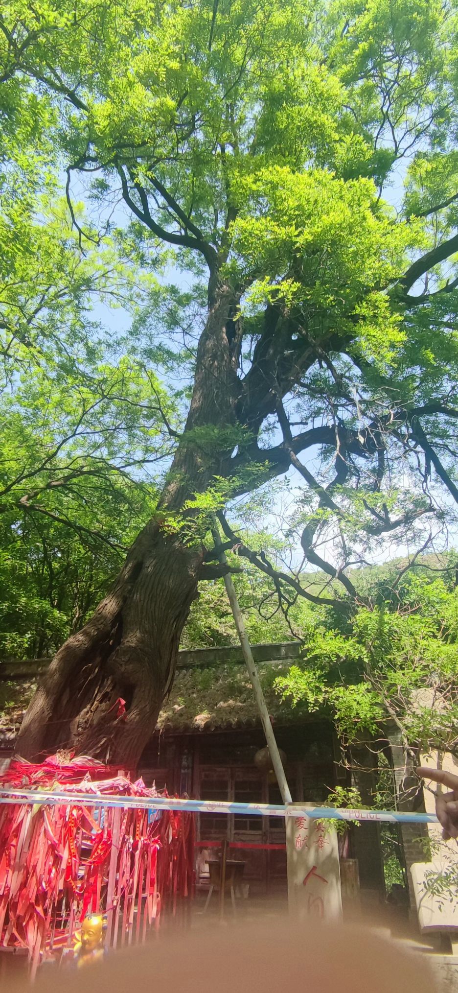 槐树洞旅行图片 3