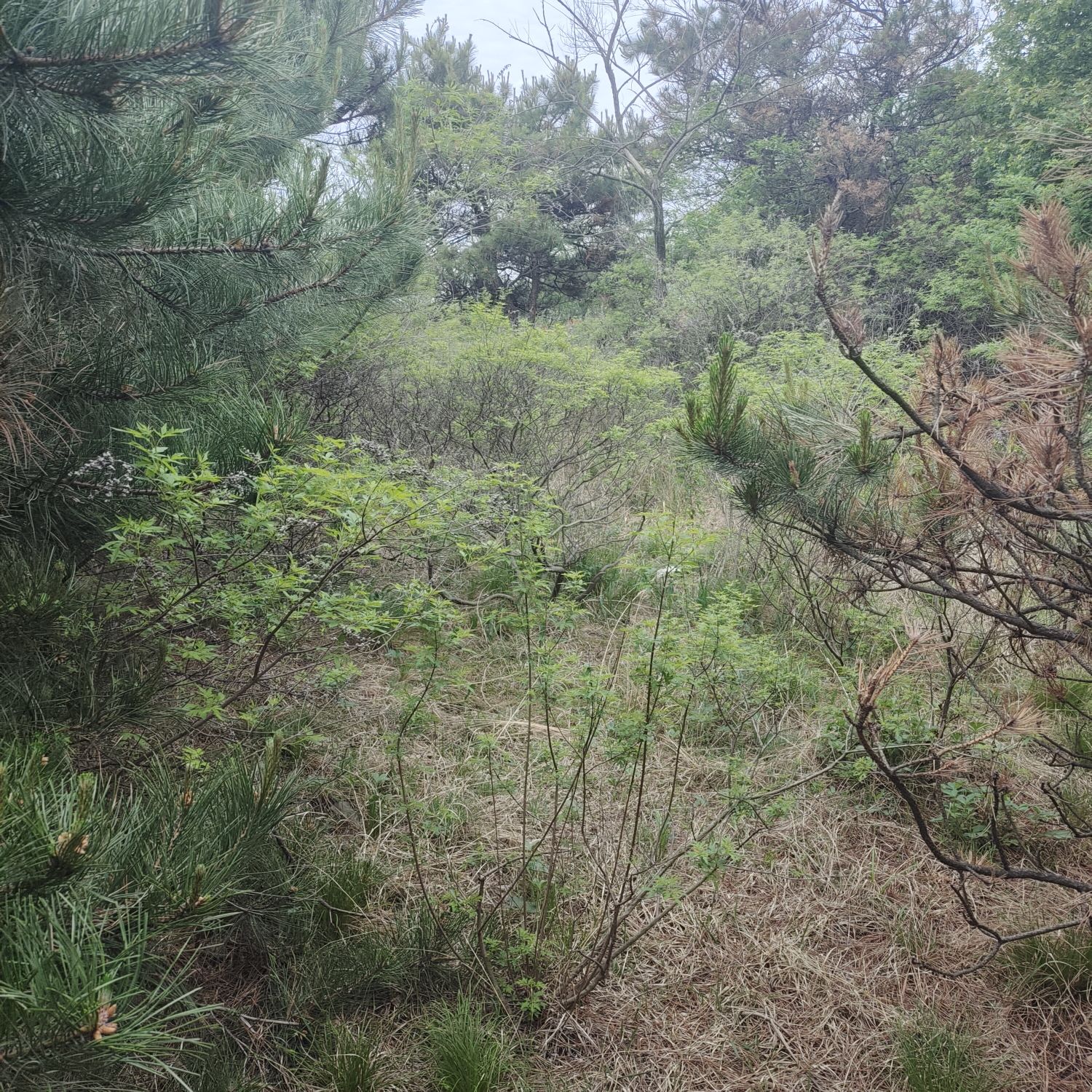 龙背山公园旅行图片 3
