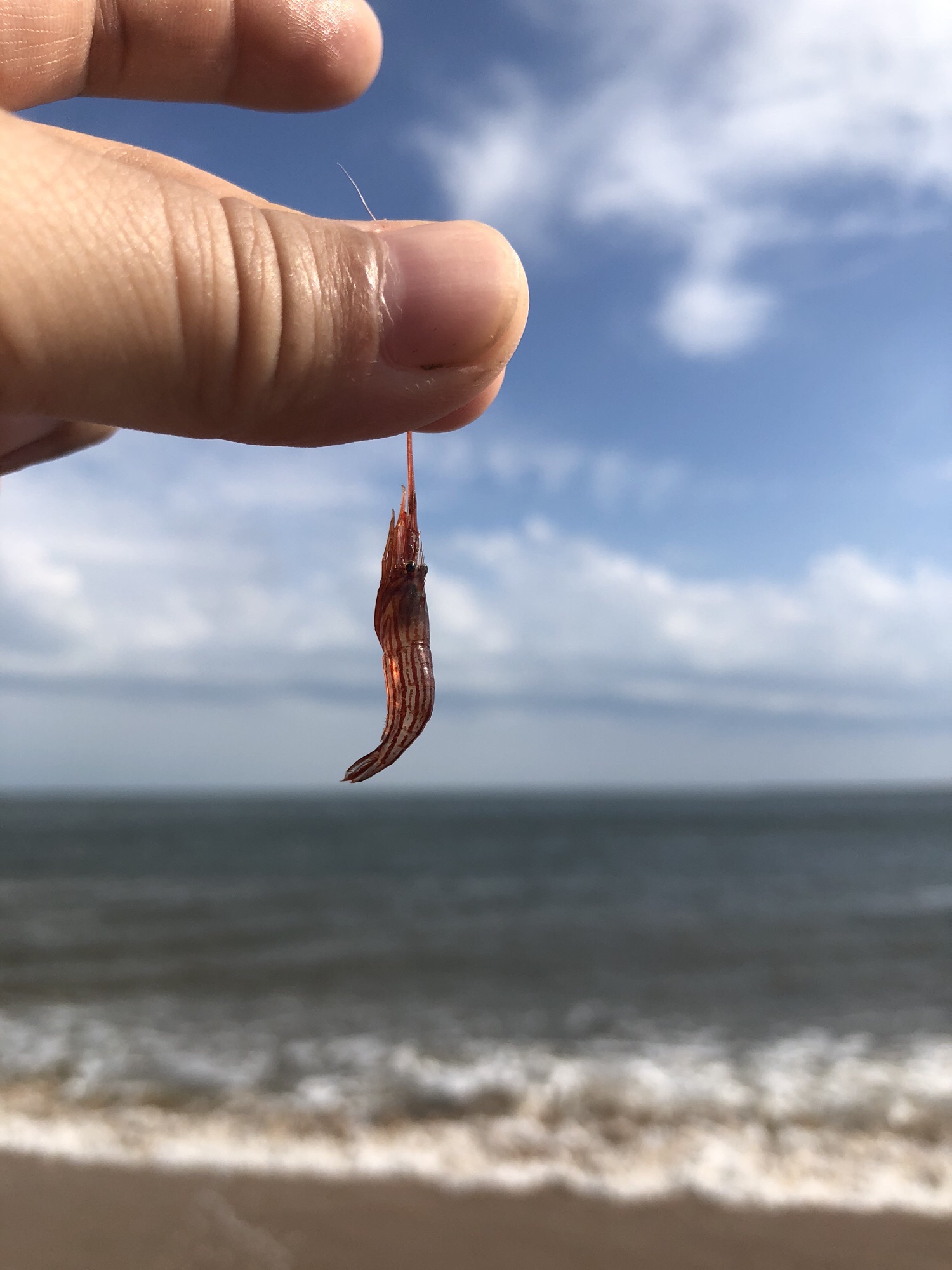 止锚湾旅行图片 3