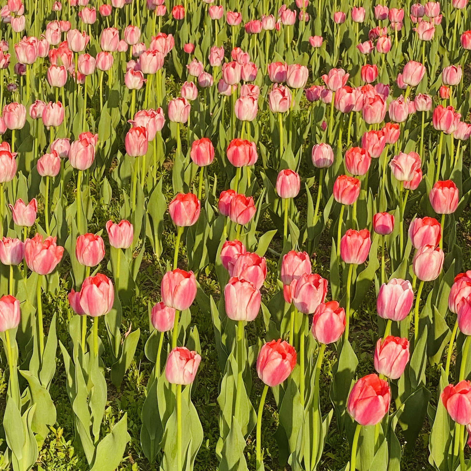 长春公园旅行图片 2