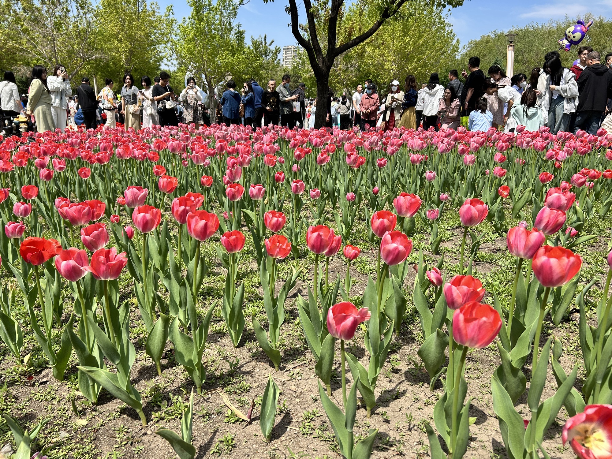长春公园旅行图片 2