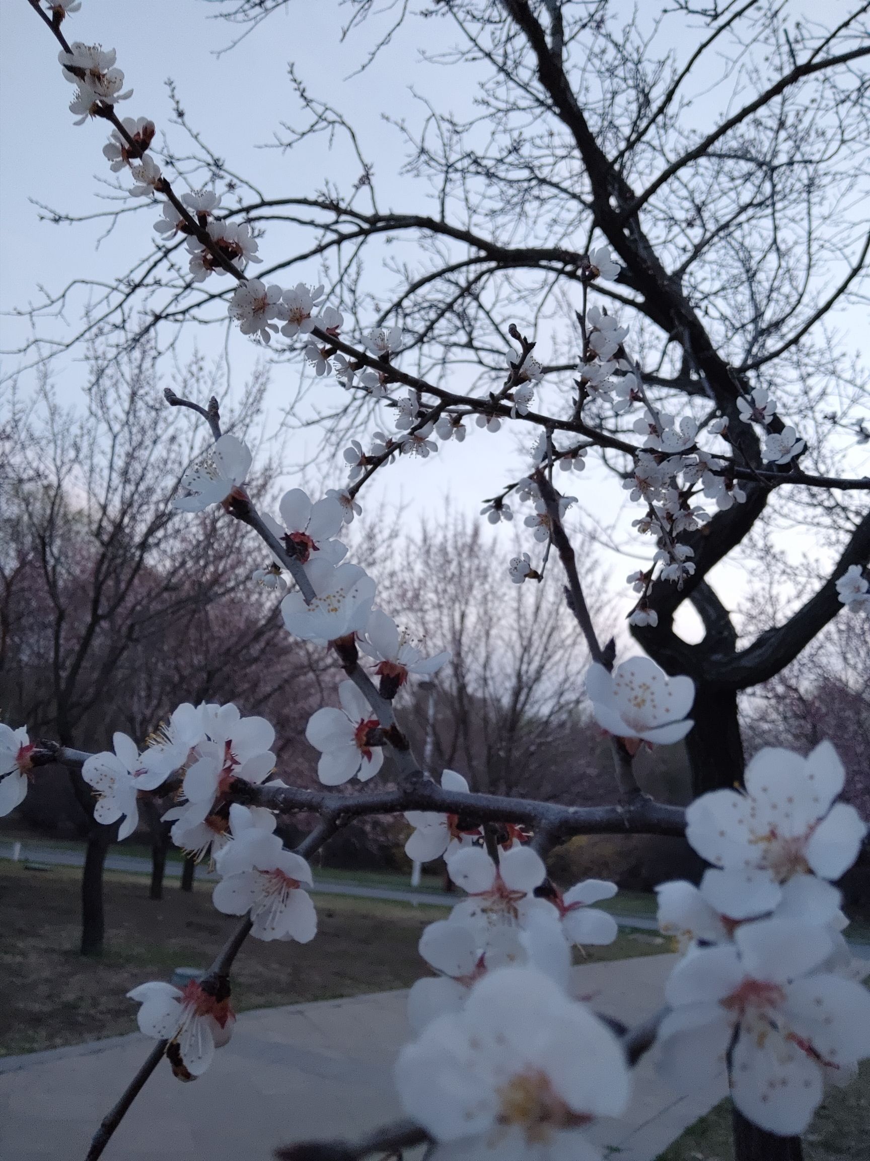 长春公园旅行图片 3