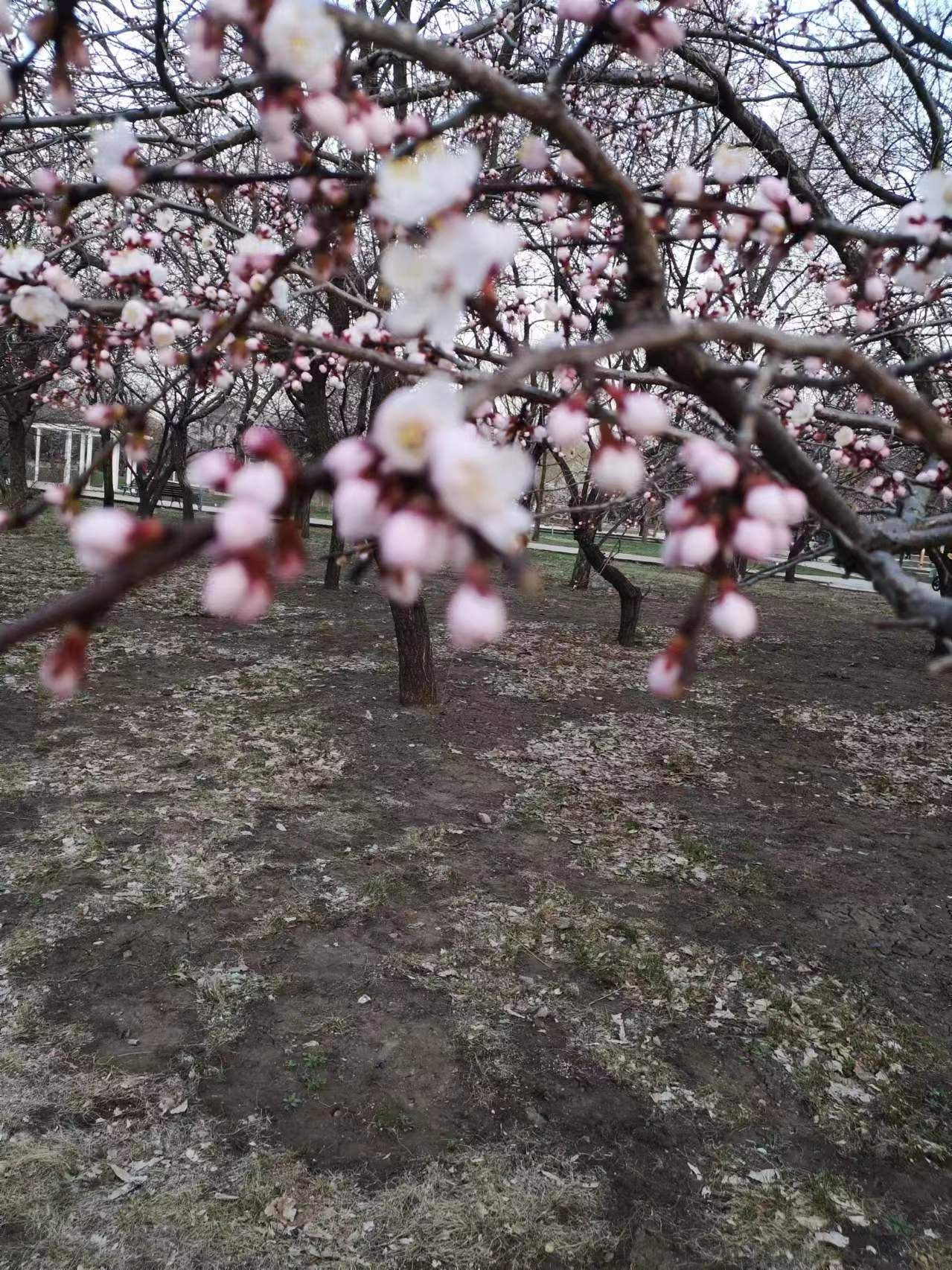 长春公园旅行图片 2