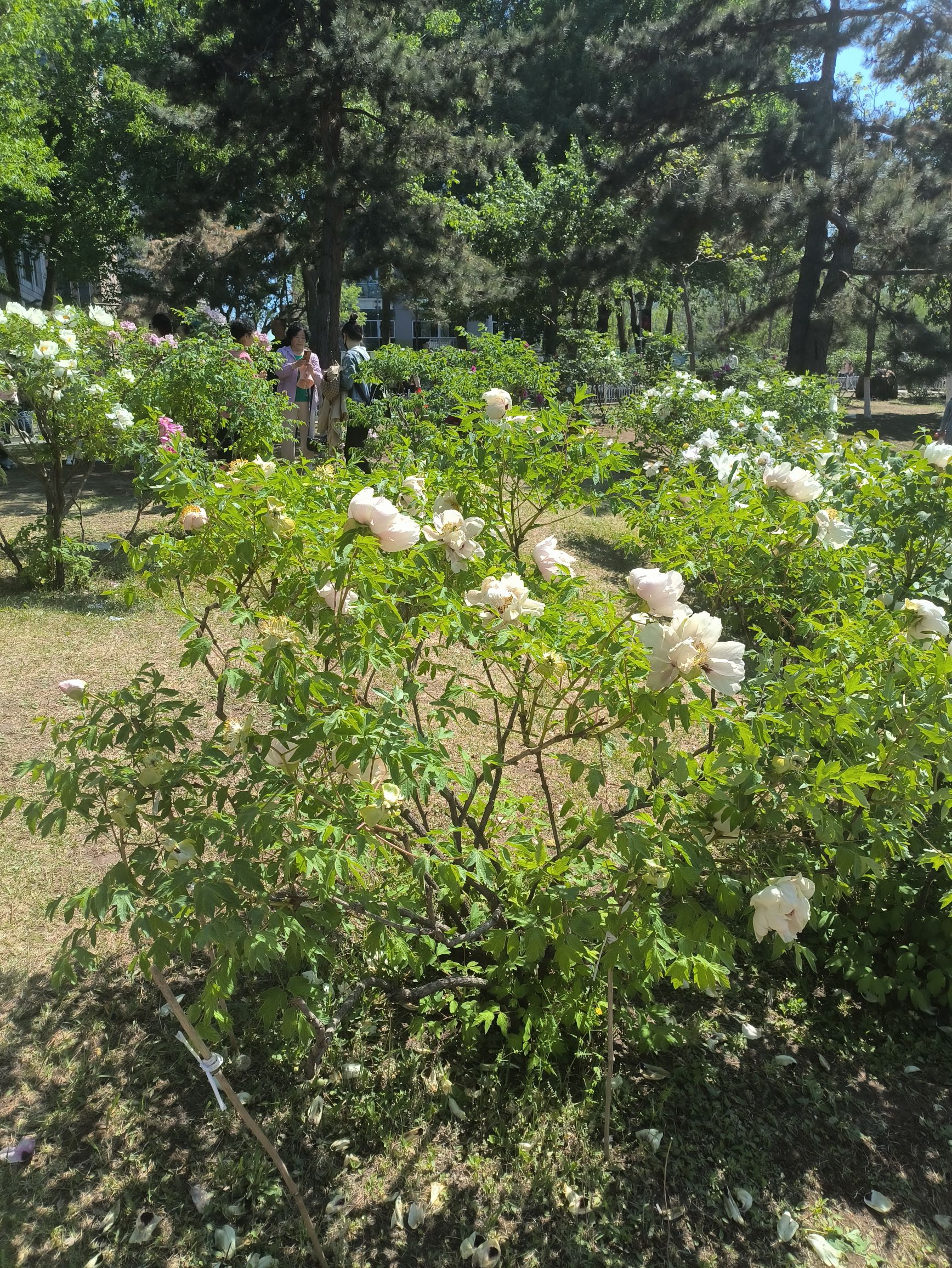 牡丹园旅行图片 3