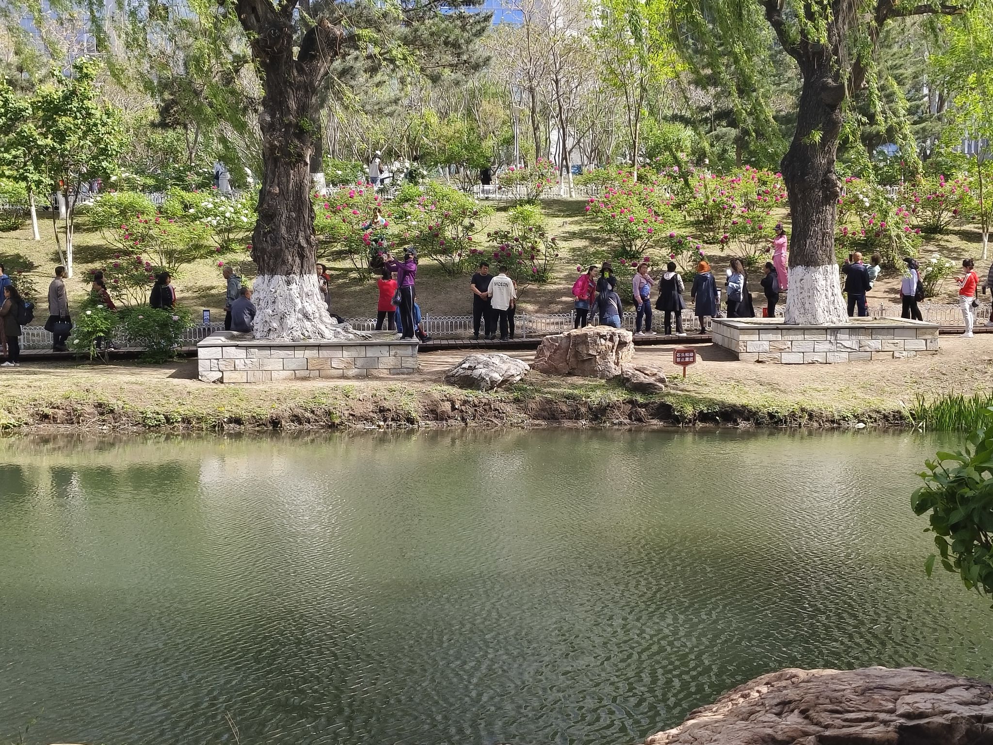 牡丹园旅行图片 3