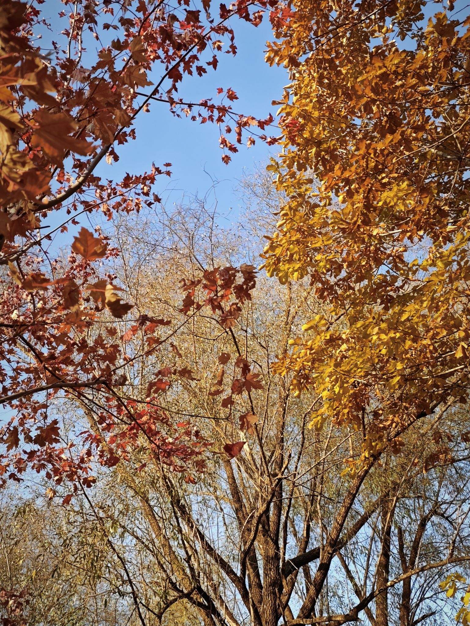 净月潭国家森林公园旅行图片 1