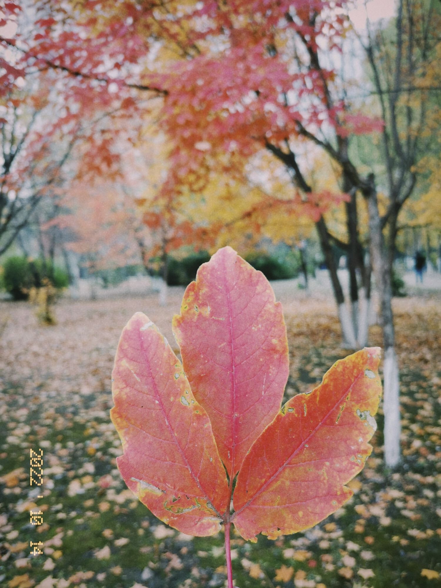 德惠市植物公园旅行图片 1