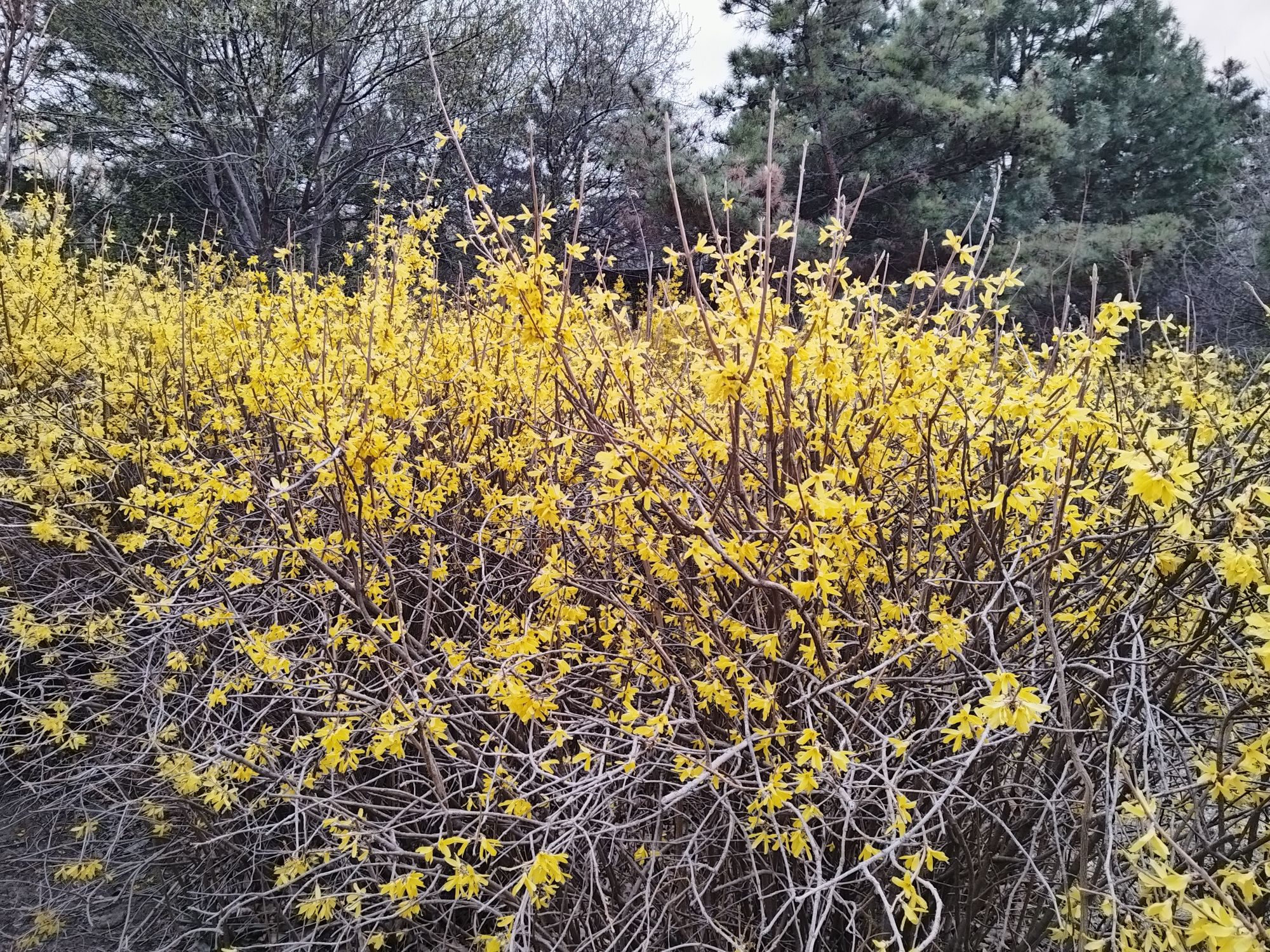 德惠市植物公园旅行图片 1