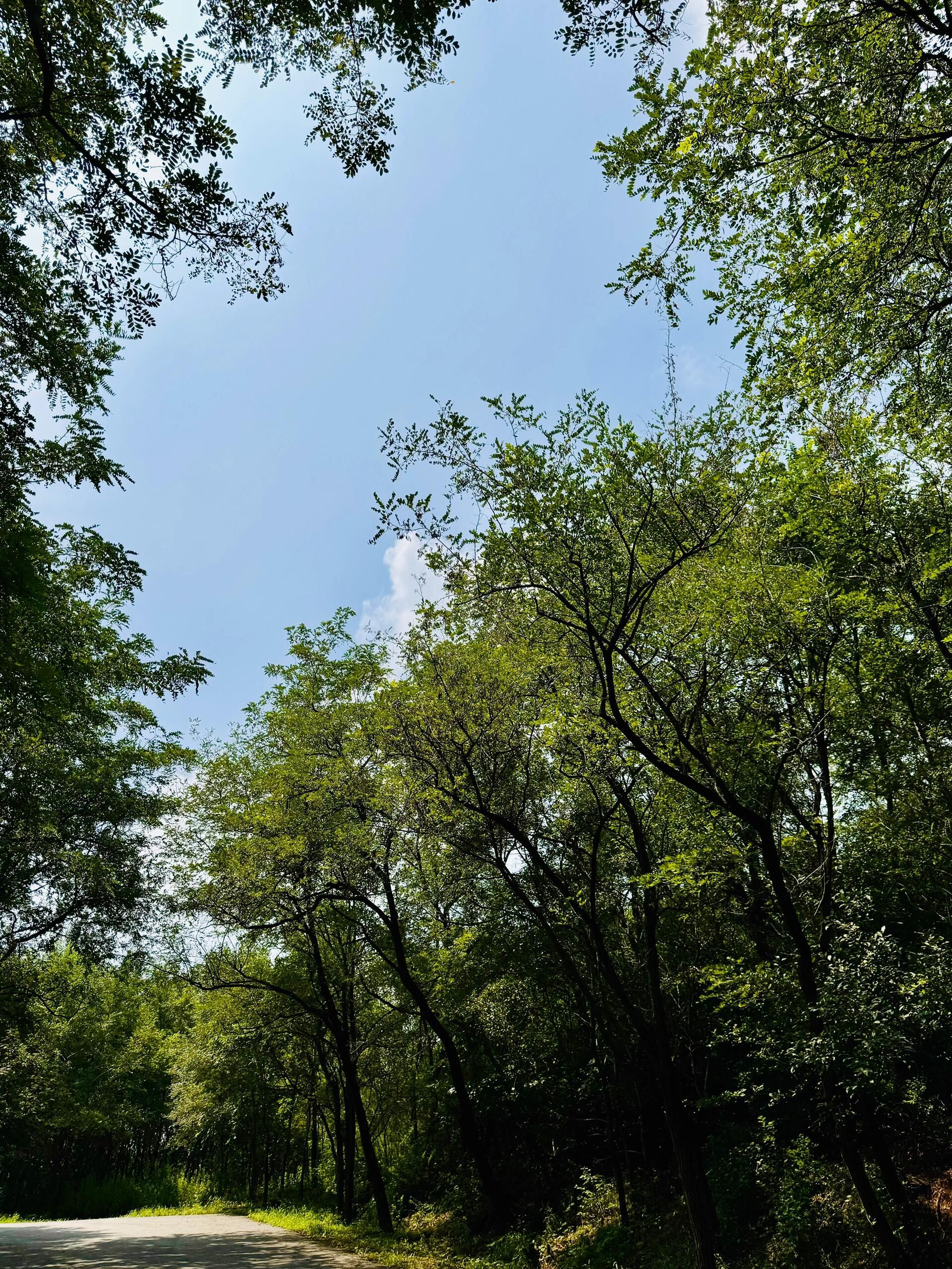 青鼎山旅行图片 3