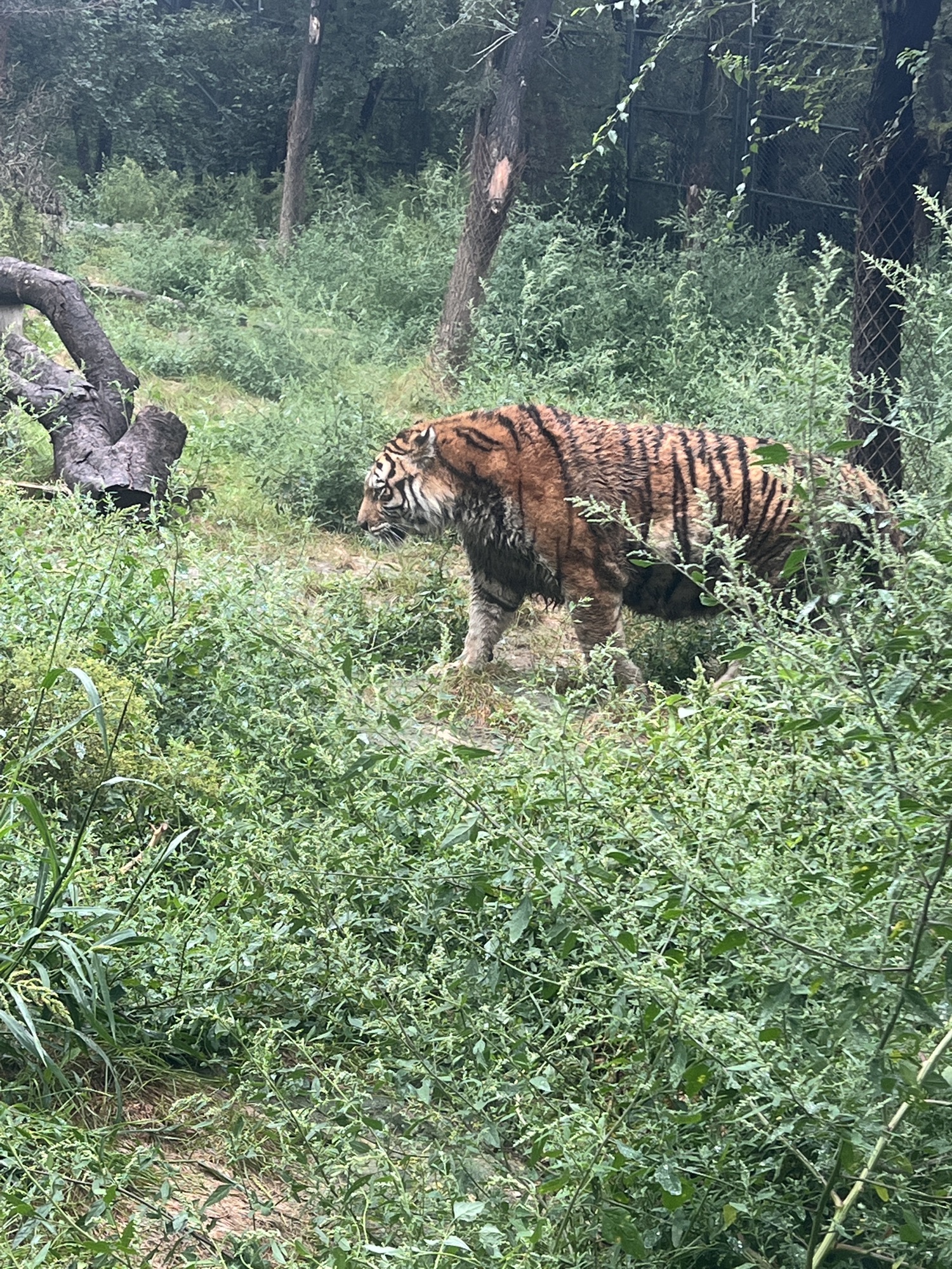 长春市动植物公园旅行图片 3