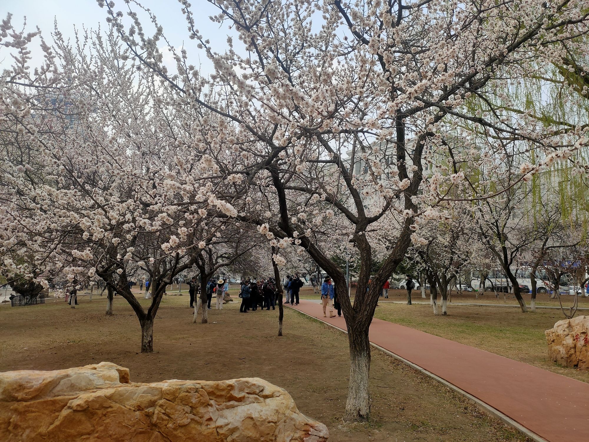 杏花村公园旅行图片 1
