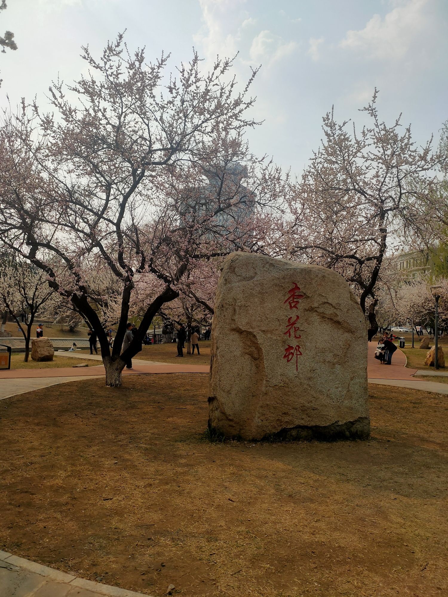 杏花村公园旅行图片 2