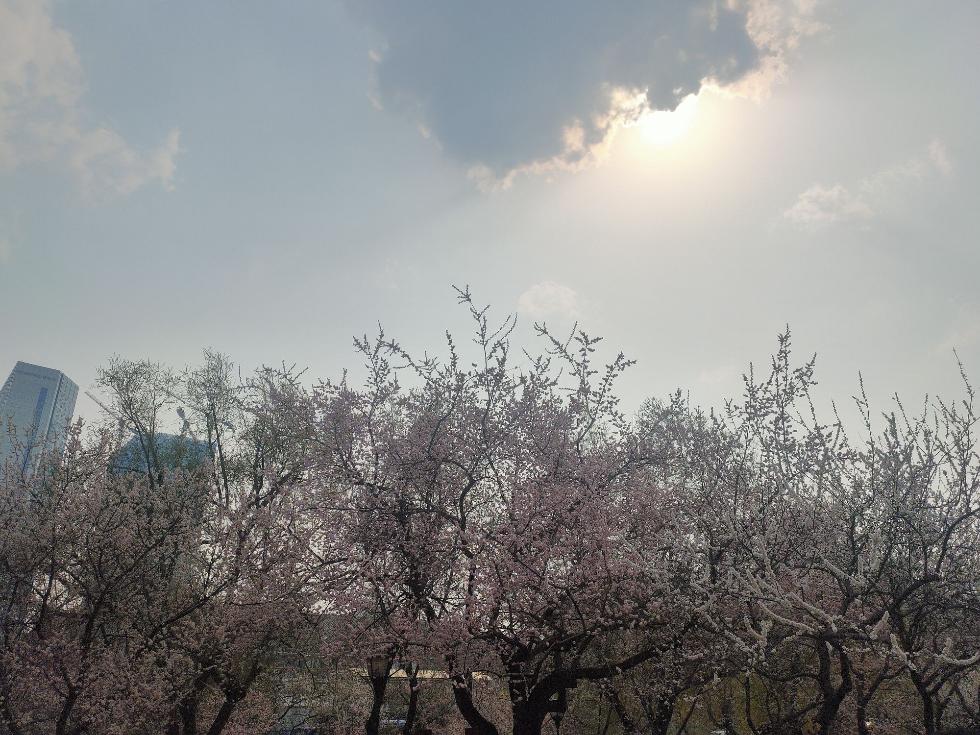 杏花村公园旅行图片 3