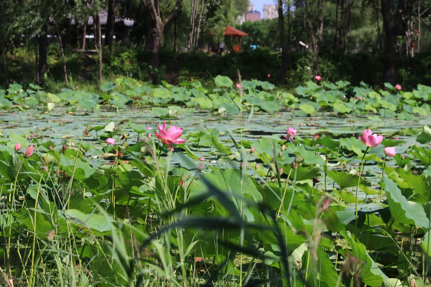 长春北湖湿地公园旅行图片 2