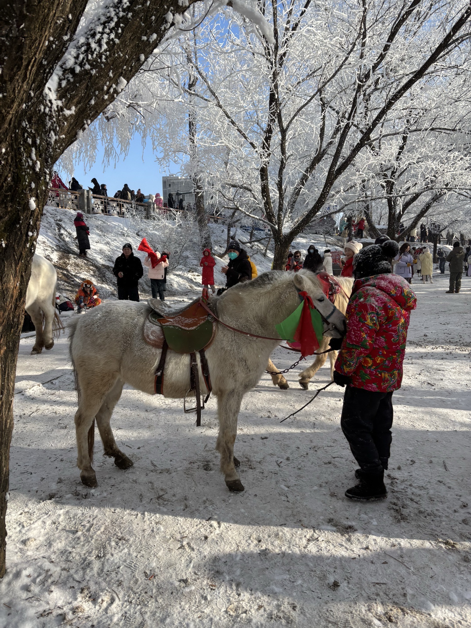阿什小雾凇岛旅行图片 2