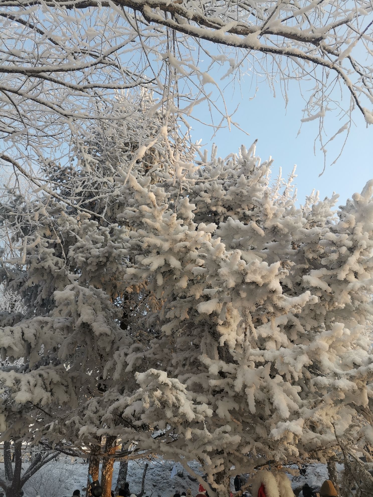 阿什小雾凇岛旅行图片 3