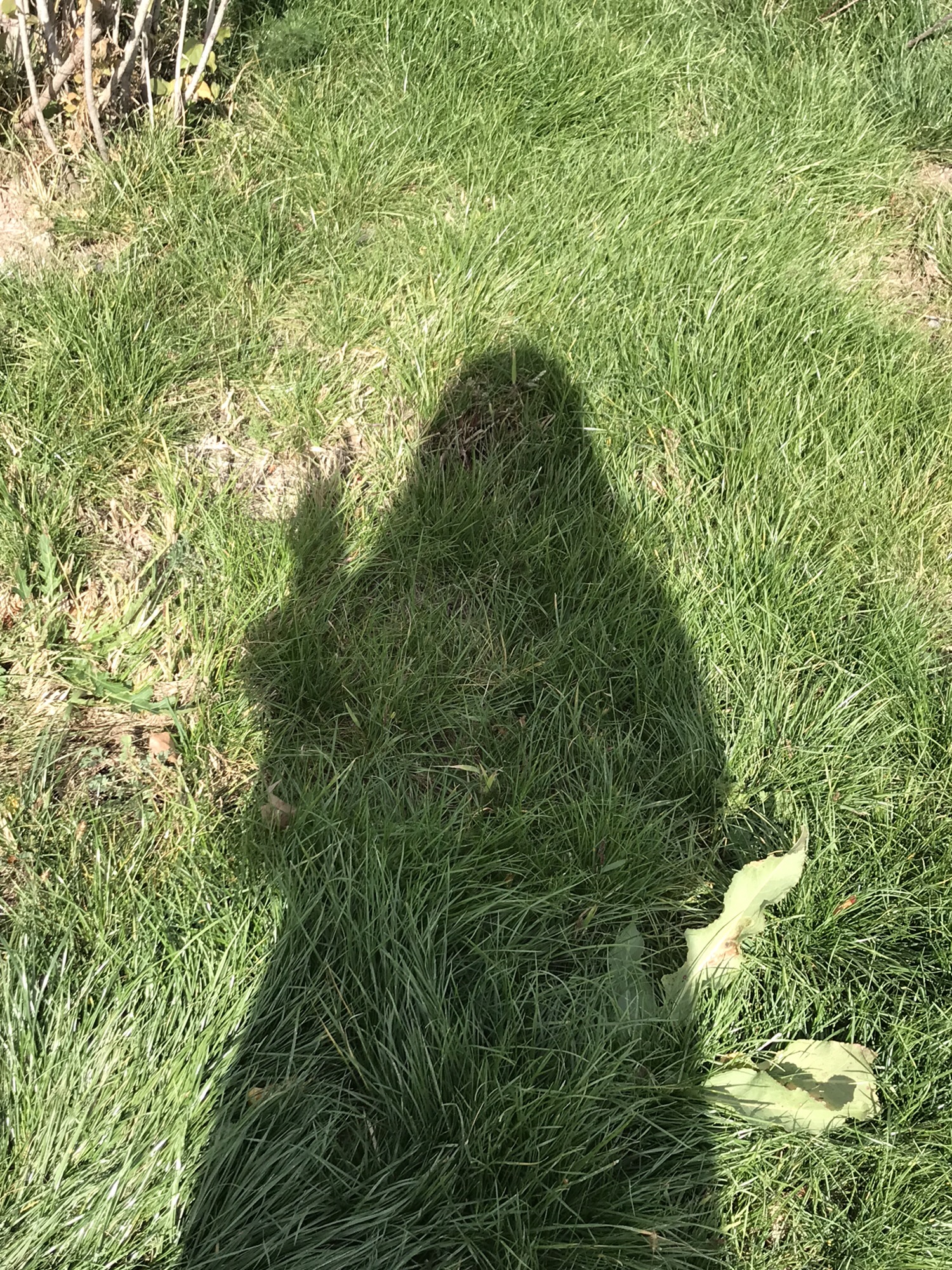 舒兰森林公园旅行图片 1