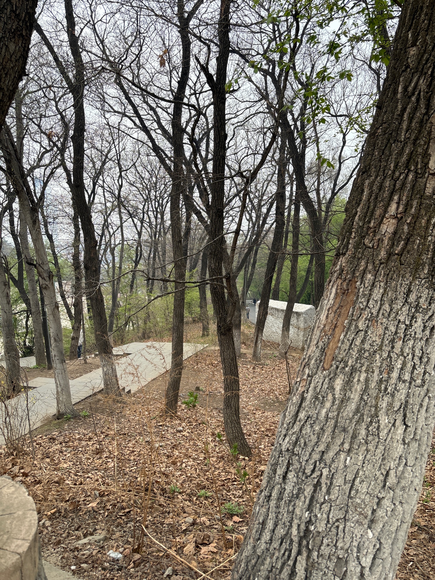 龙潭山公园旅行图片 2