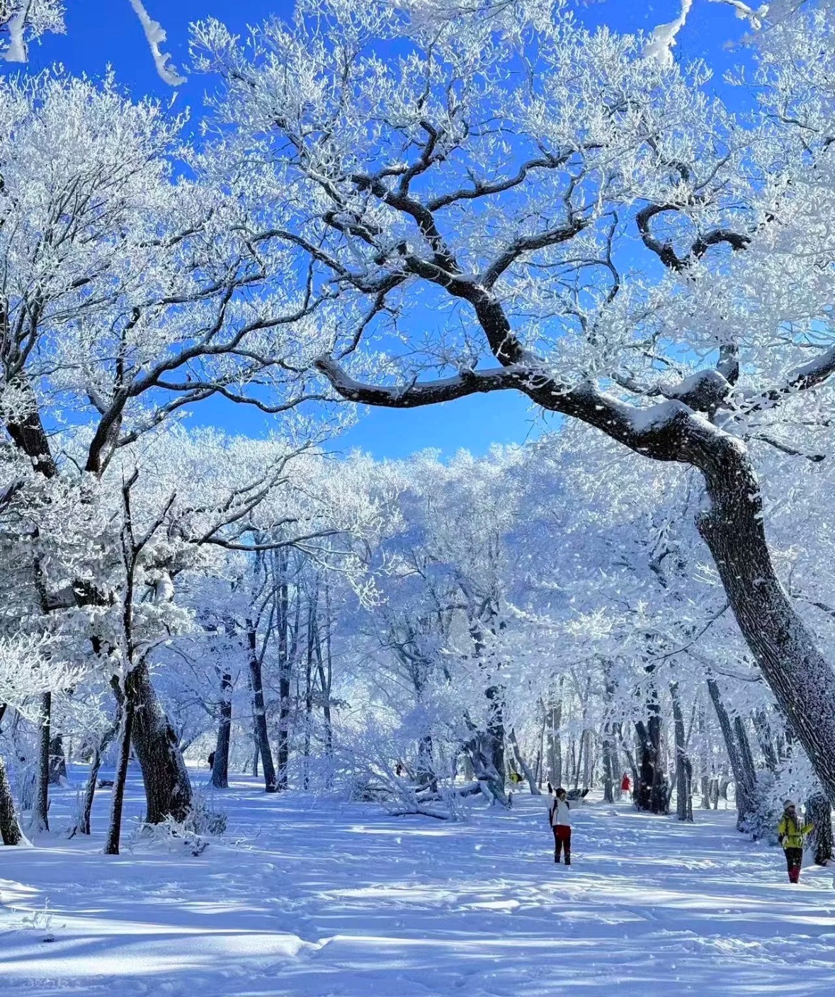 雾凇岛旅行图片 3
