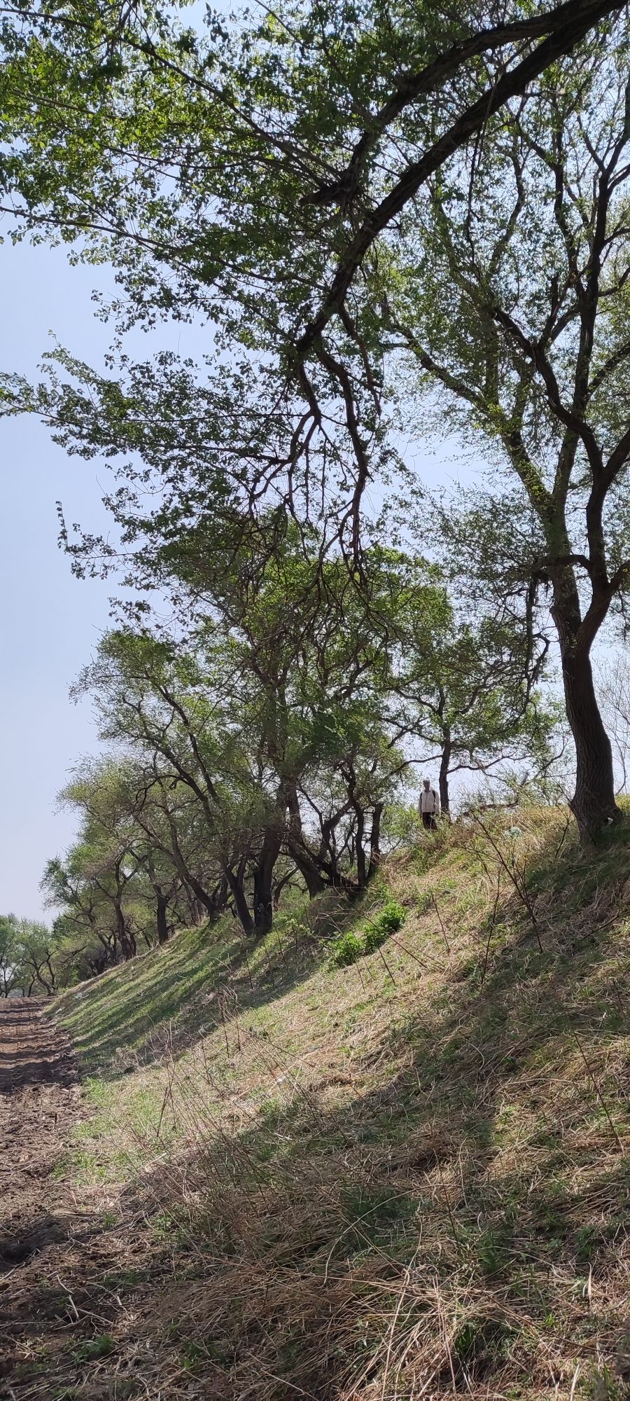 秦家屯古城旅行图片 3