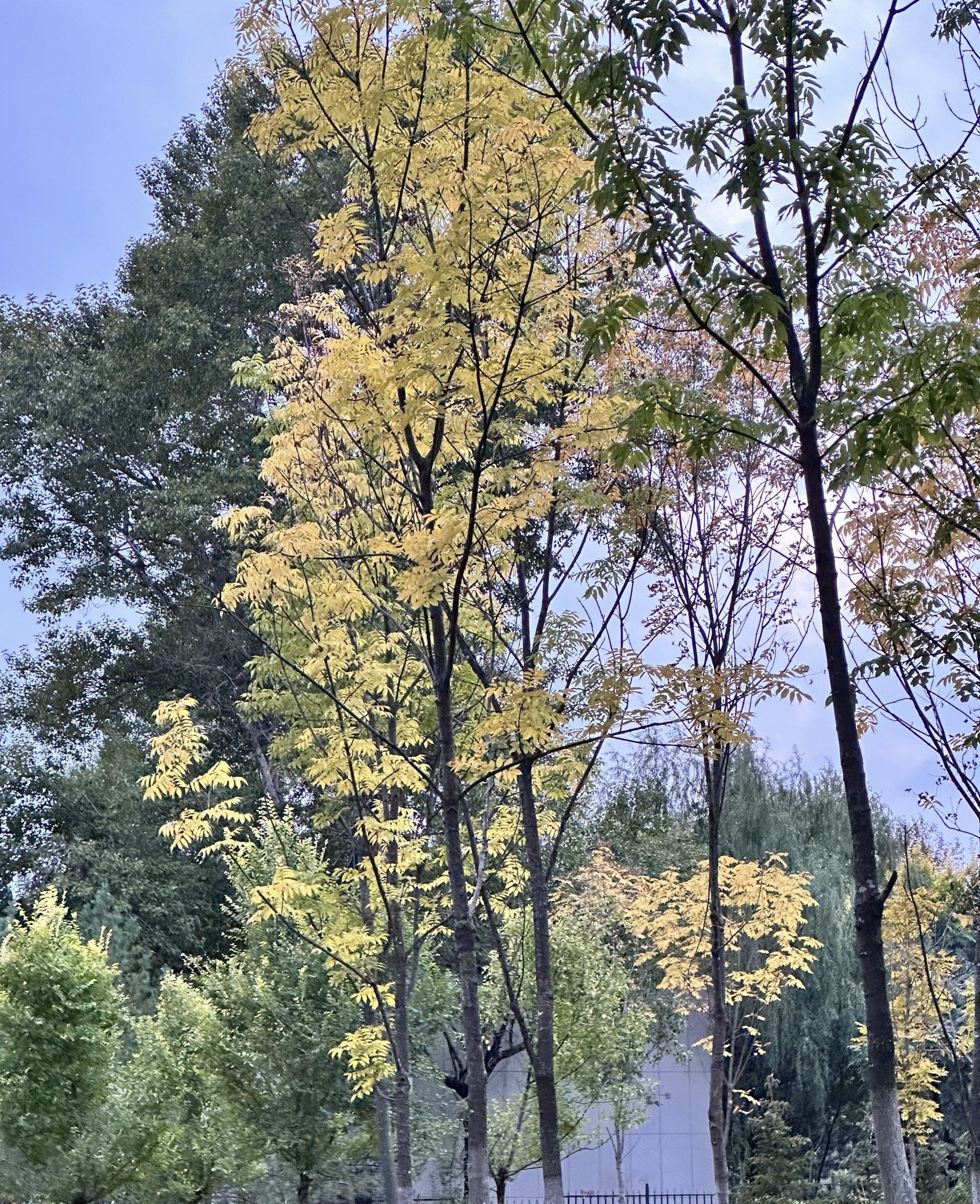 响铃公园旅行图片 3