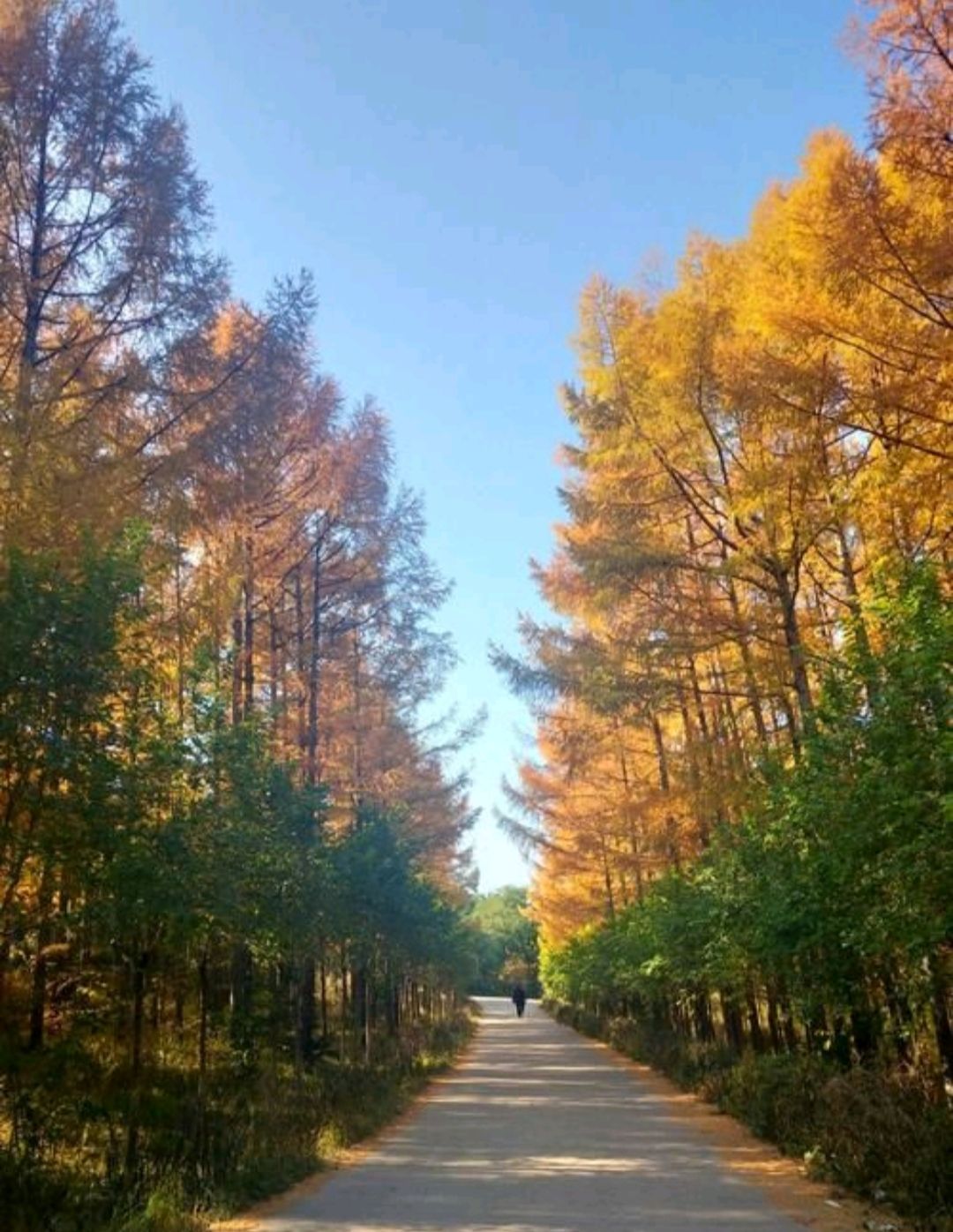大孤山旅行图片 2