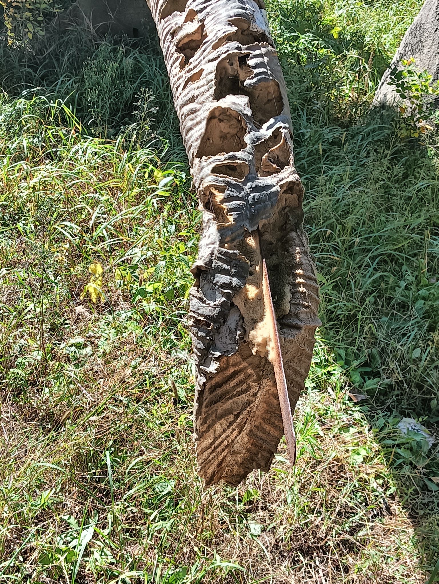 一马树森林公园(暂停开放)旅行图片 2