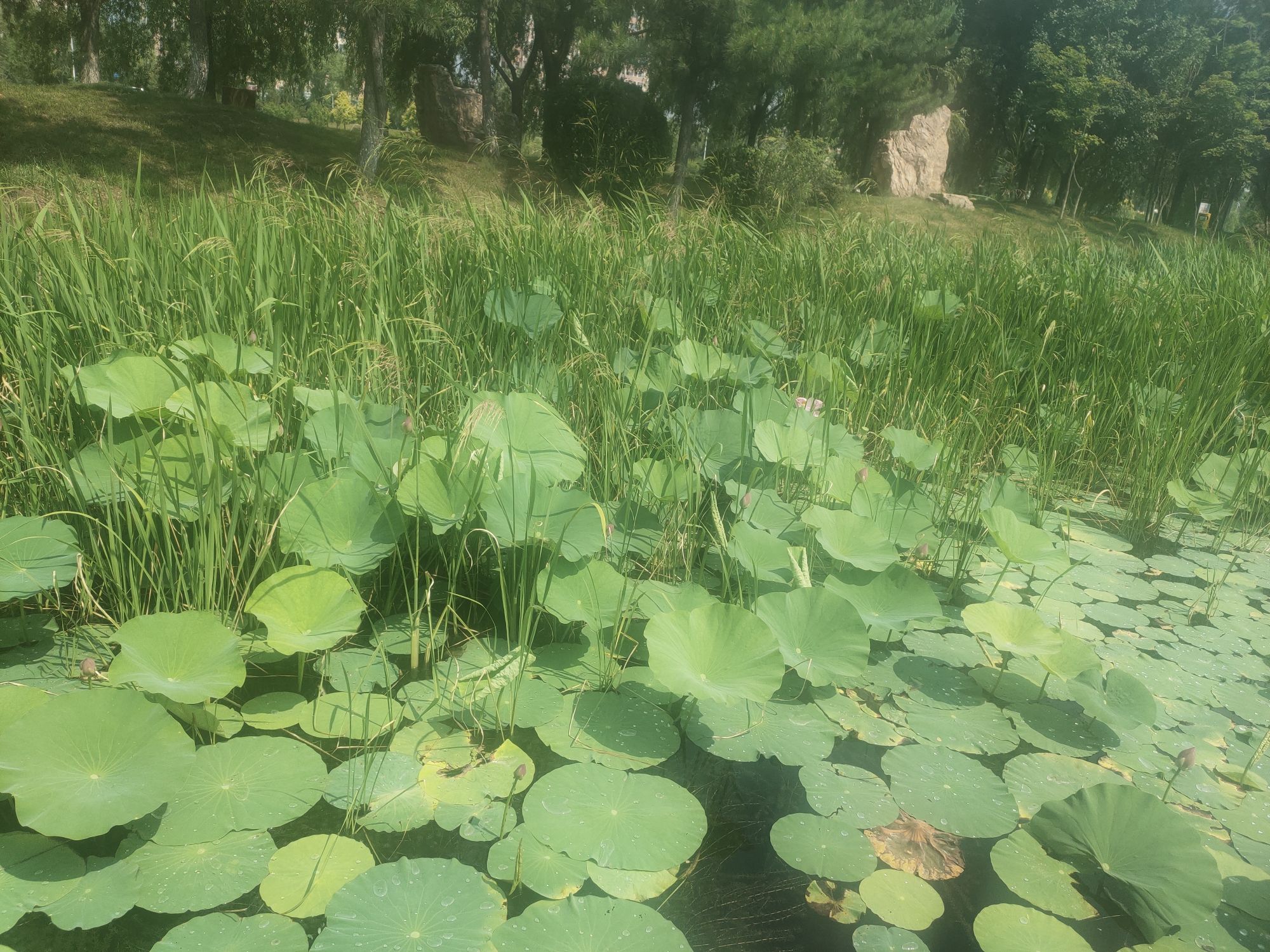 梅河口公园旅行图片 1