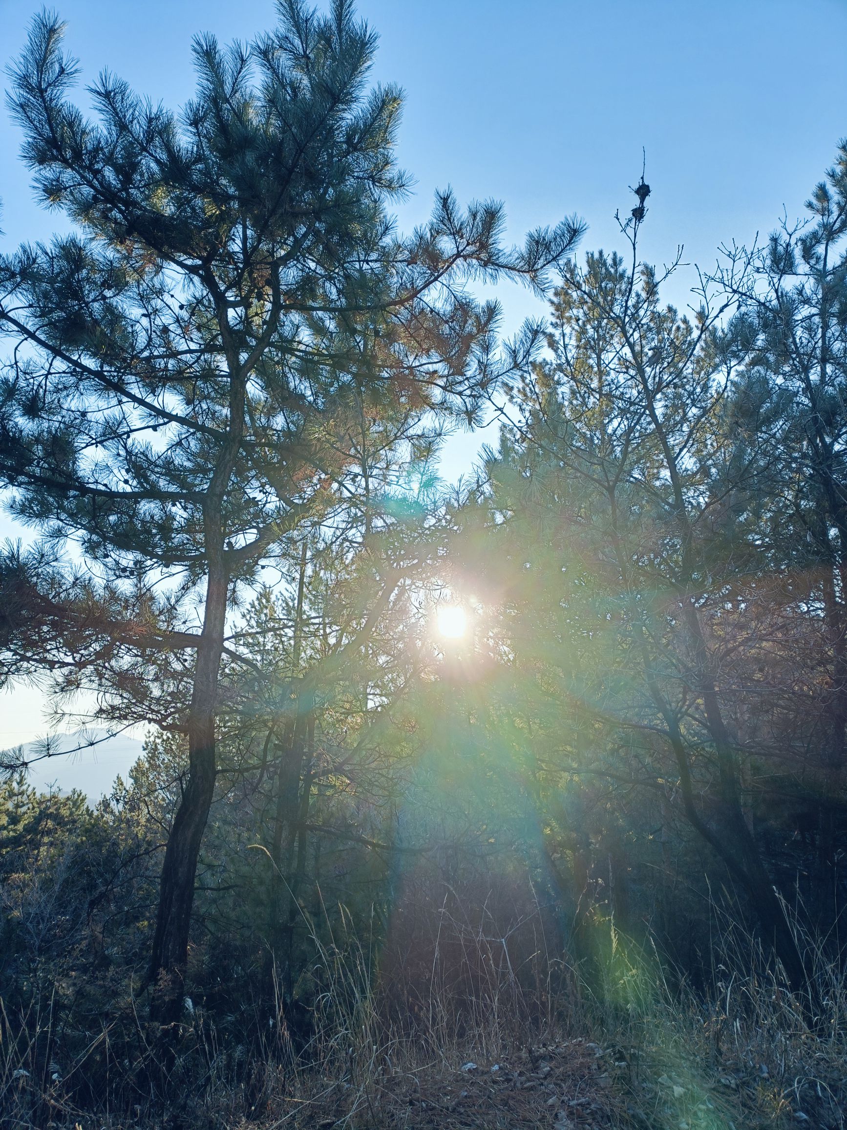 南山植物园旅行图片 2