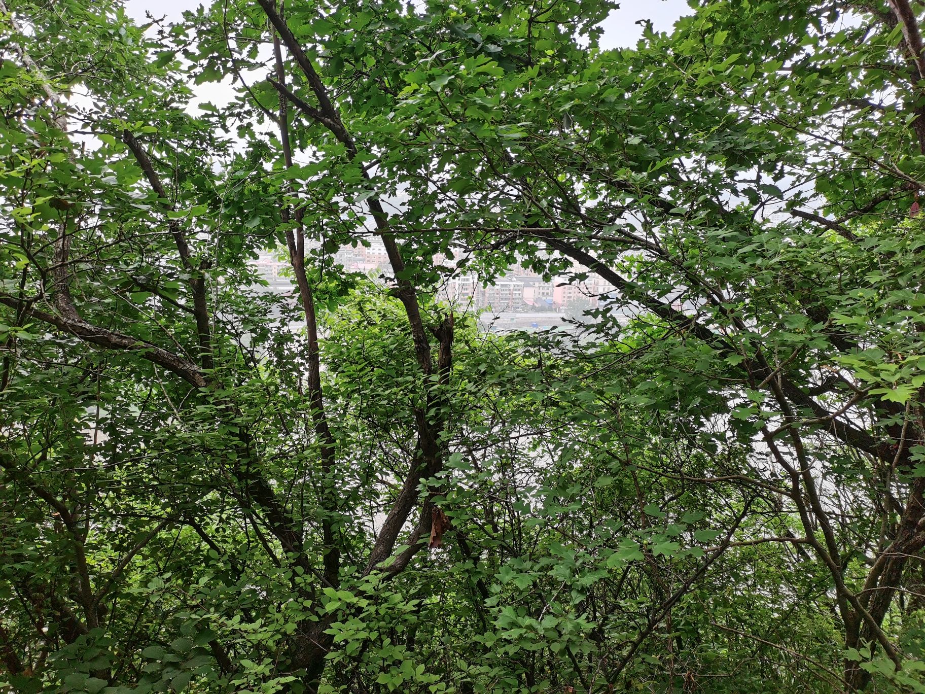 玉皇山公园旅行图片 2