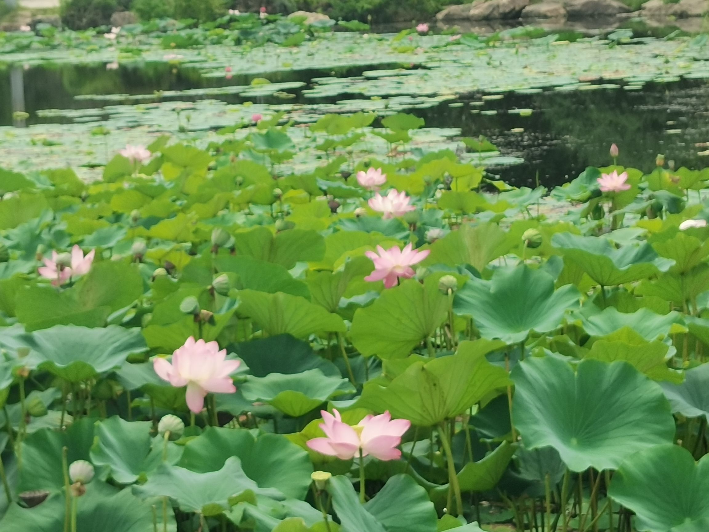 长白山植物园